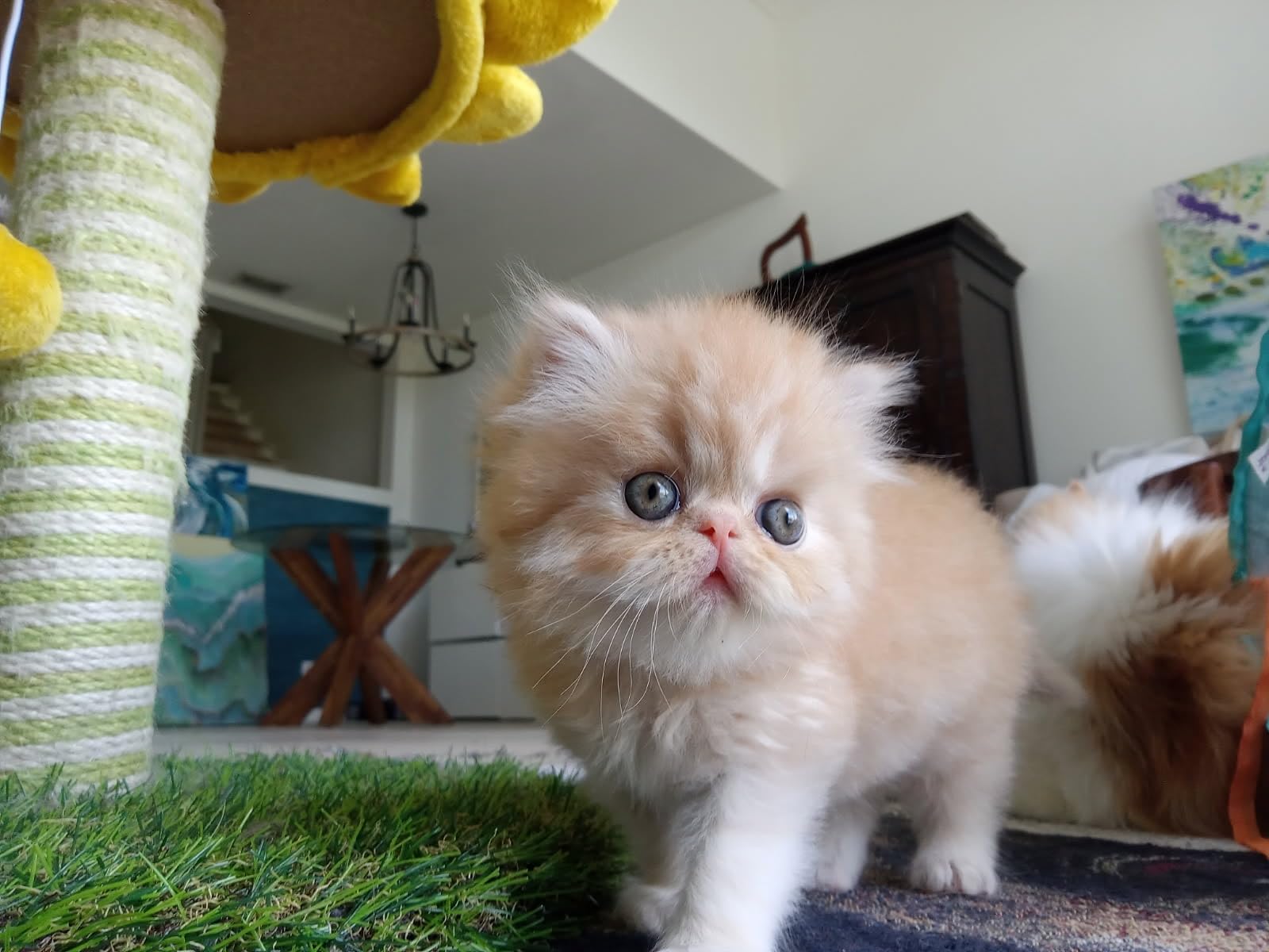 Catit Senses 2.0 Long Hair Cat Grooming Kit customer photo 2