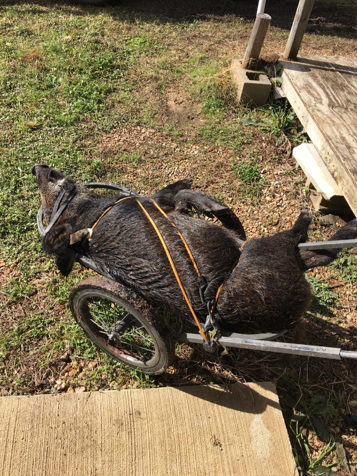 Muddy Mule Game Cart 16' Wide x 40' Long customer photo 2