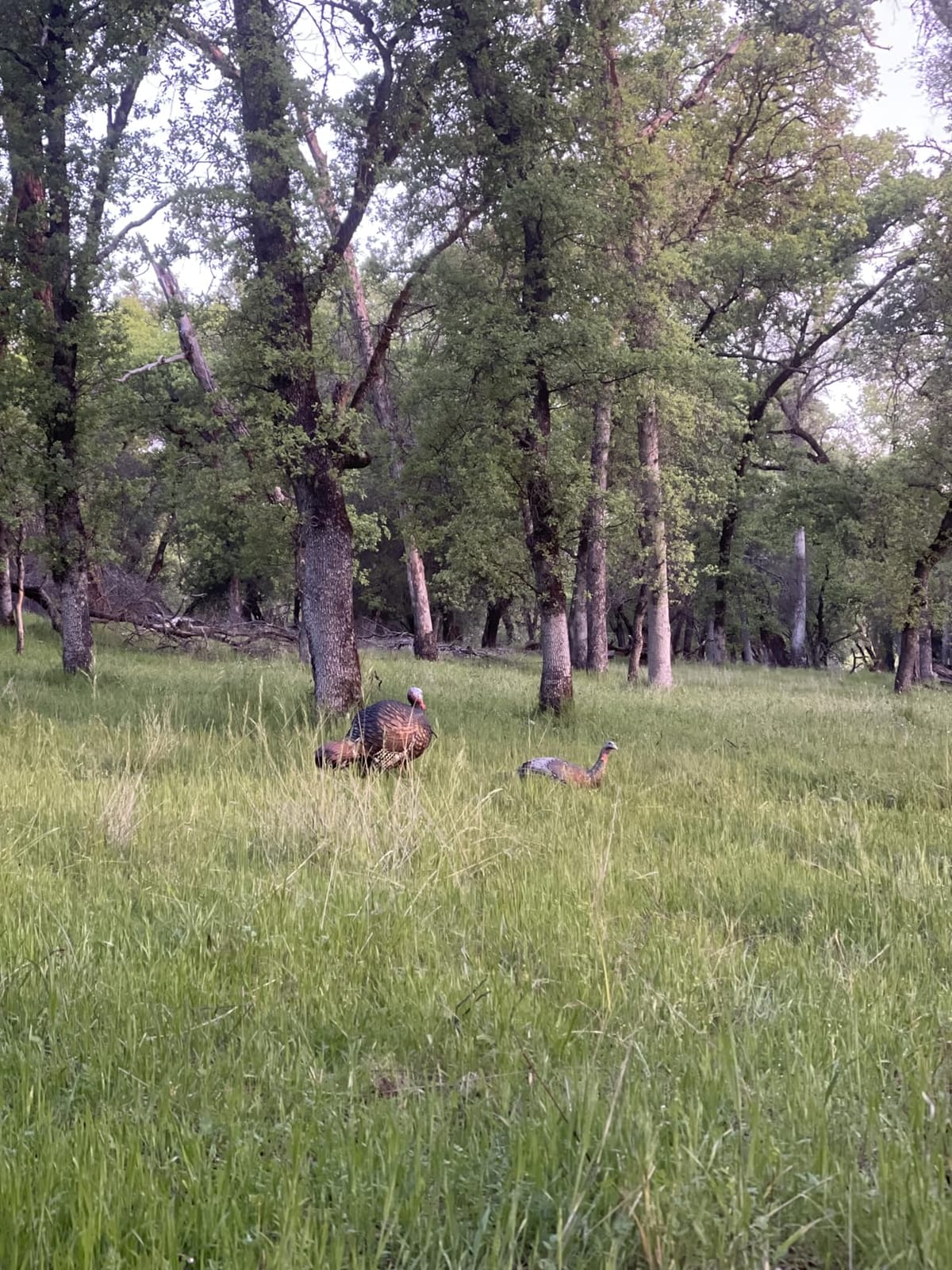 Avian-X LCD Laydown Hen Turkey Decoy | Durable Realistic Lifelike Collapsible Standing Hunting Decoy with Carry Bag & Stake, AVX8011 customer photo 2