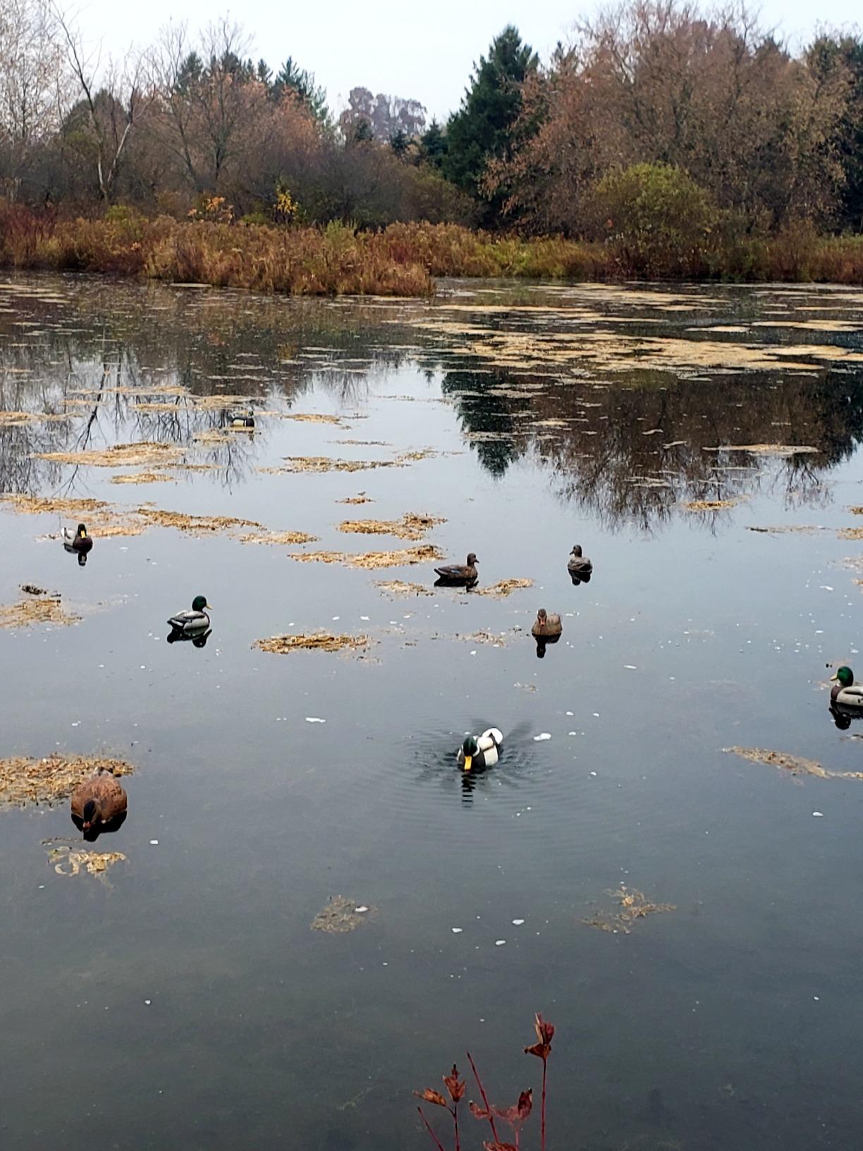 MOJO Outdoors - Premium Waterfowl and Duck Hunting Decoys customer photo 1