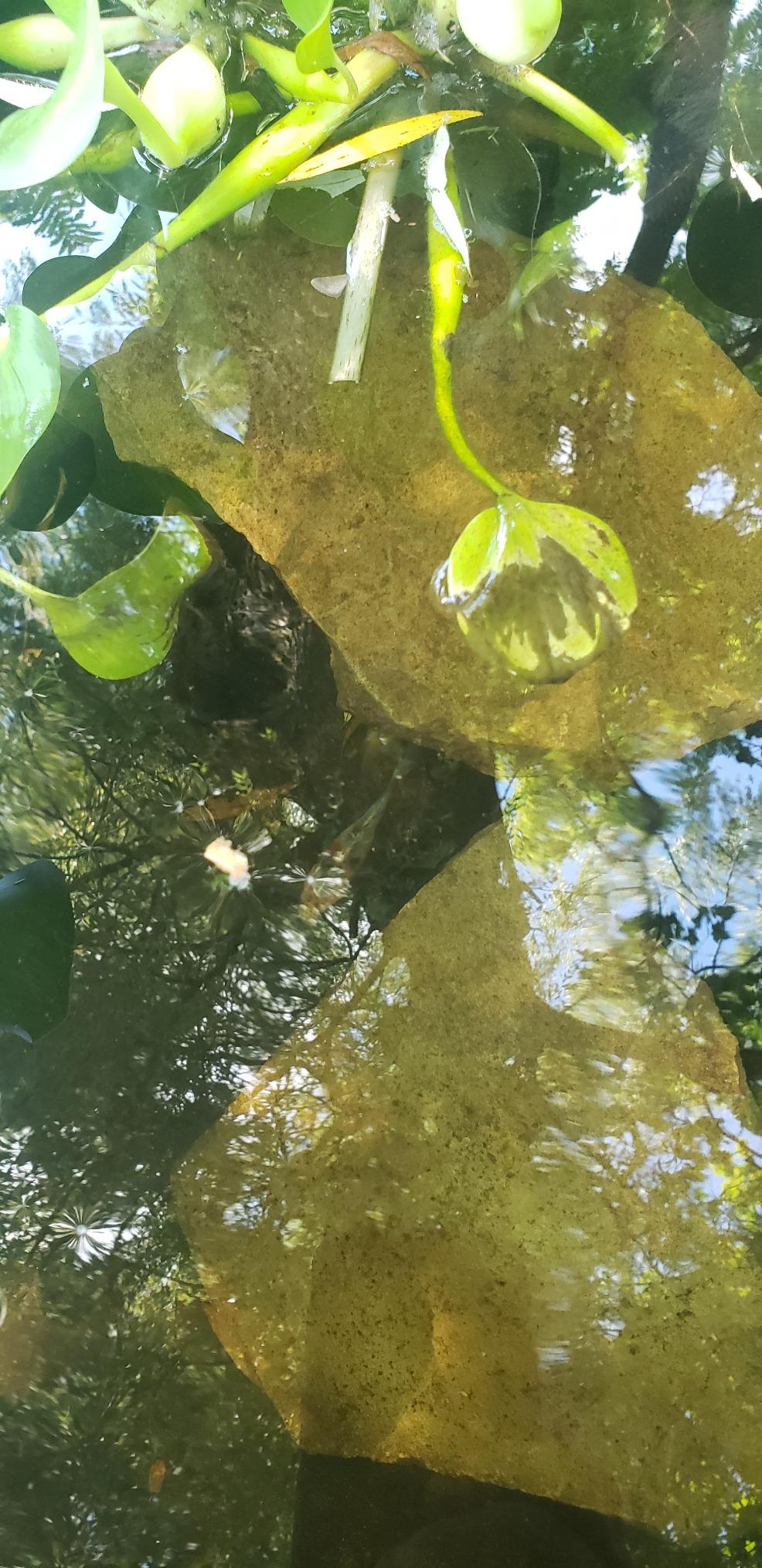 CNZ All-in One Pond Filter System with 13W UV Sterilizer 660 GPH Pump Fountain Kits customer photo 2