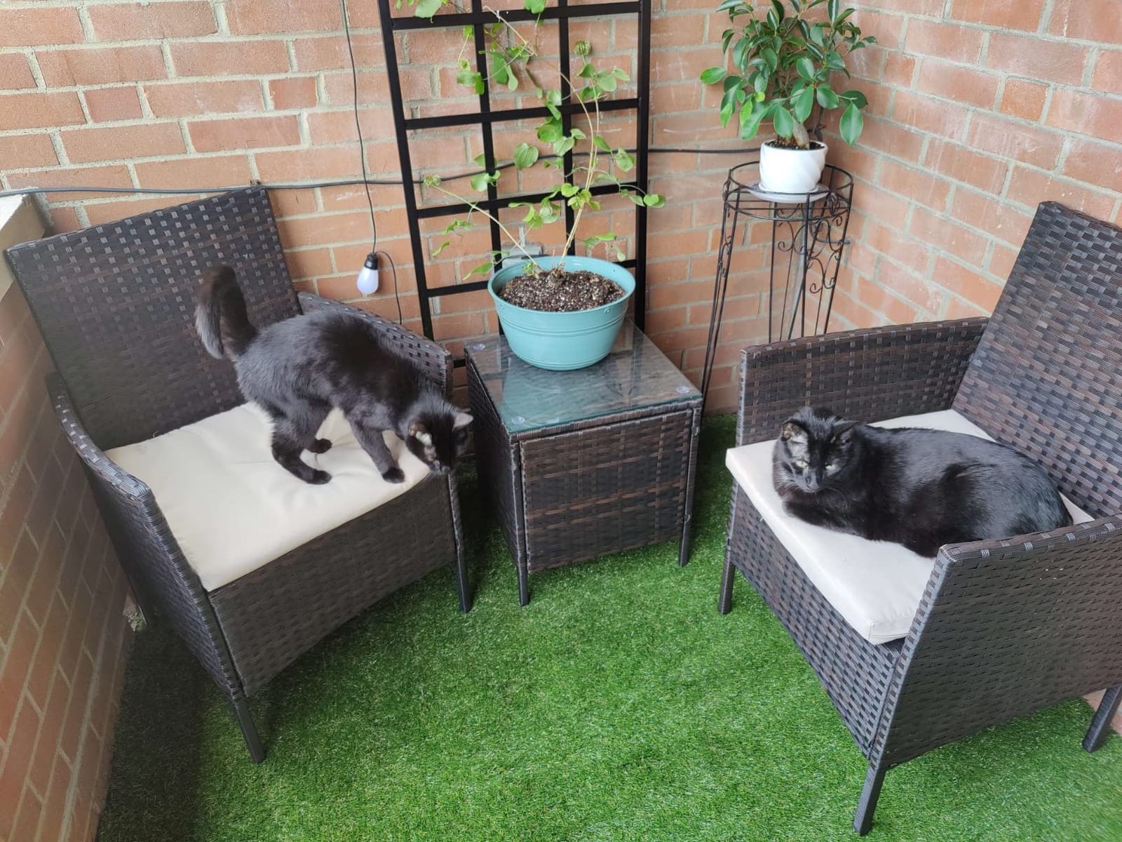 ALTRUISTIC Premium Artificial Grass Drainage Holes & Rubber Backing customer photo 2