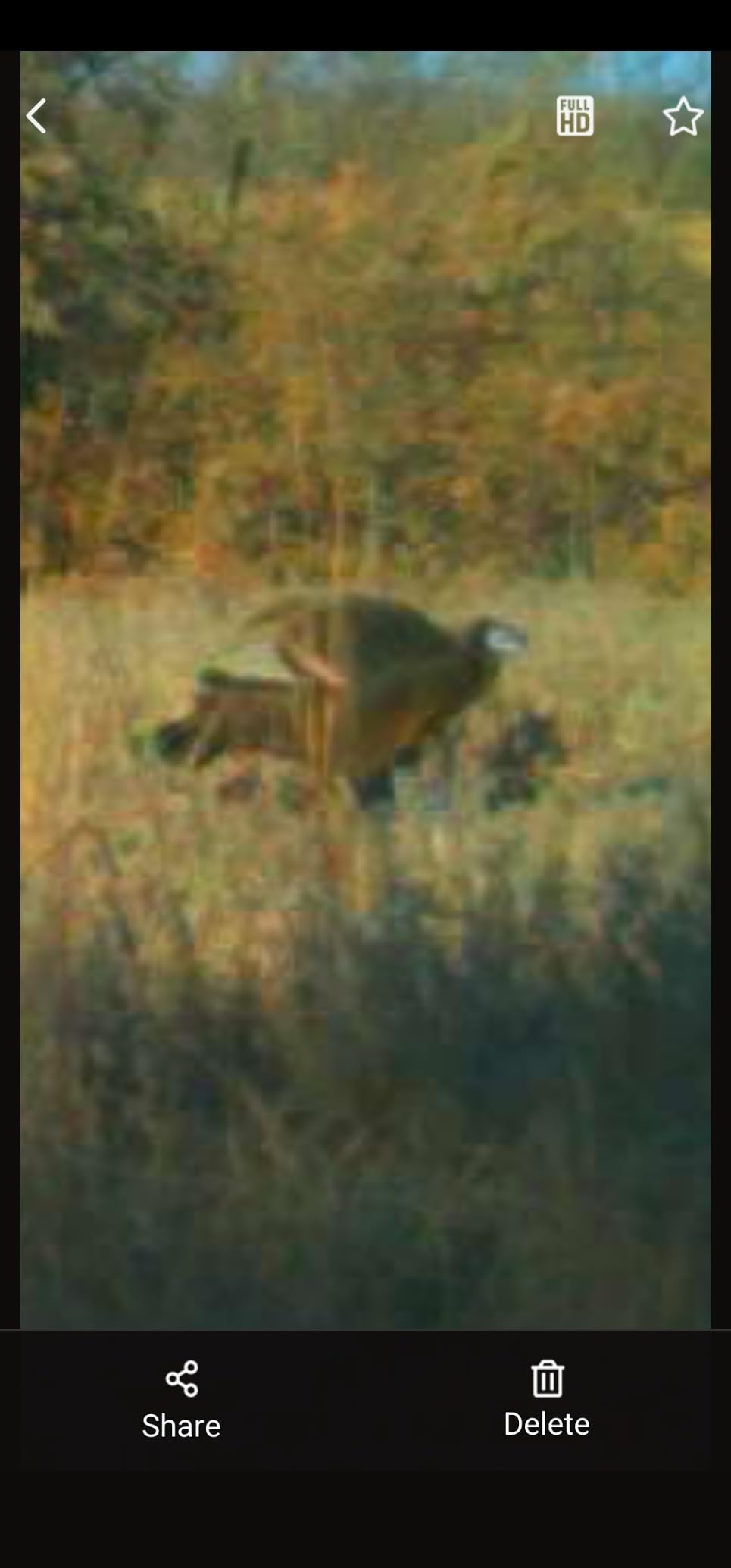 Avian X LCD 1/2 Strut Jake Turkey Decoy customer photo 1
