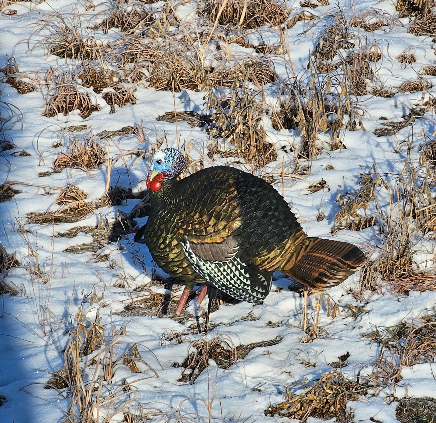 Avian X LCD 1/2 Strut Jake Turkey Decoy customer photo 2
