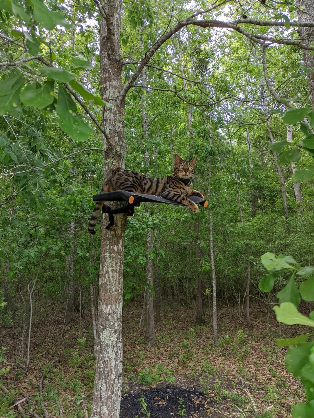 Muddy Ultra Tree Seat, Hang-On Climbing Tree Stand with Ratchet Straps for Deer Hunting, Steel Construction, 300-Pound Capacity customer photo 1