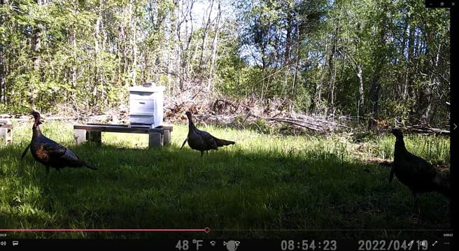 2 Pack Jake & Hen Turkeys Decoy for Hunting with Stakes Carry Bag Collapsible Lightweight customer photo 1