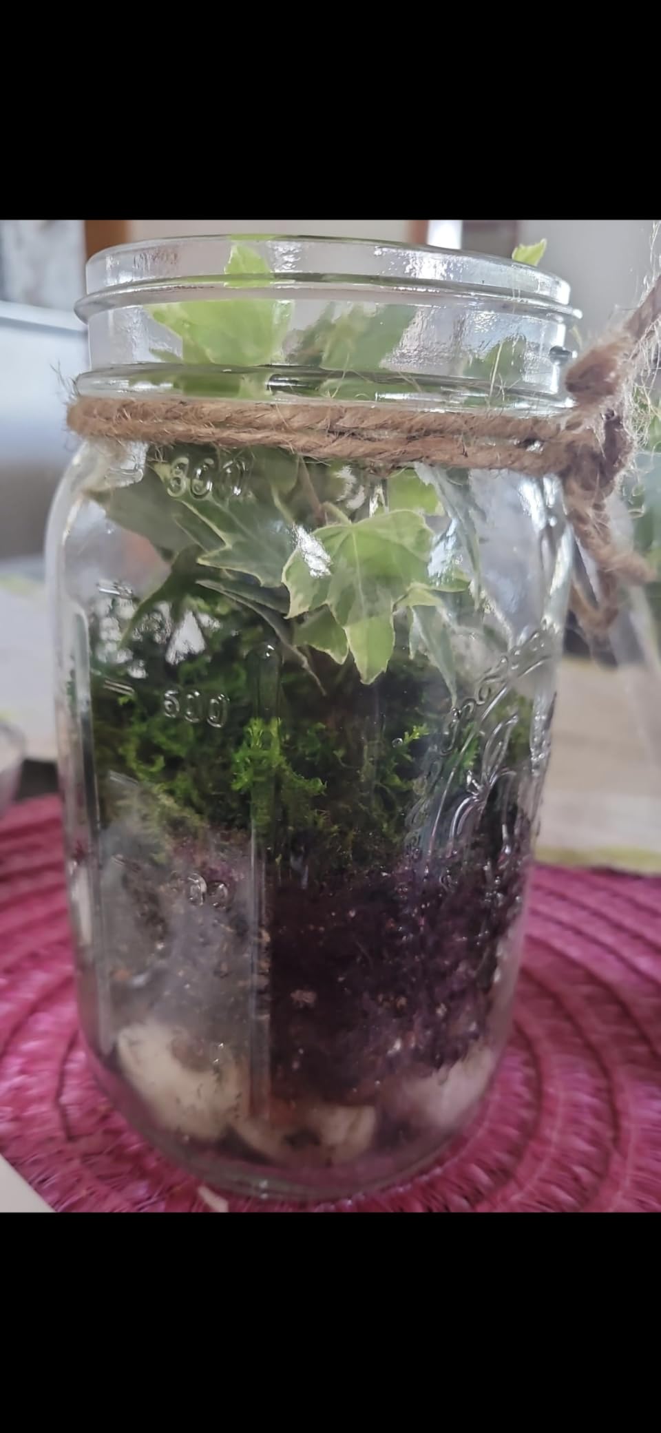 Portland Terrarium kit - DIY Mason Jar Terrarium Kit customer photo 2