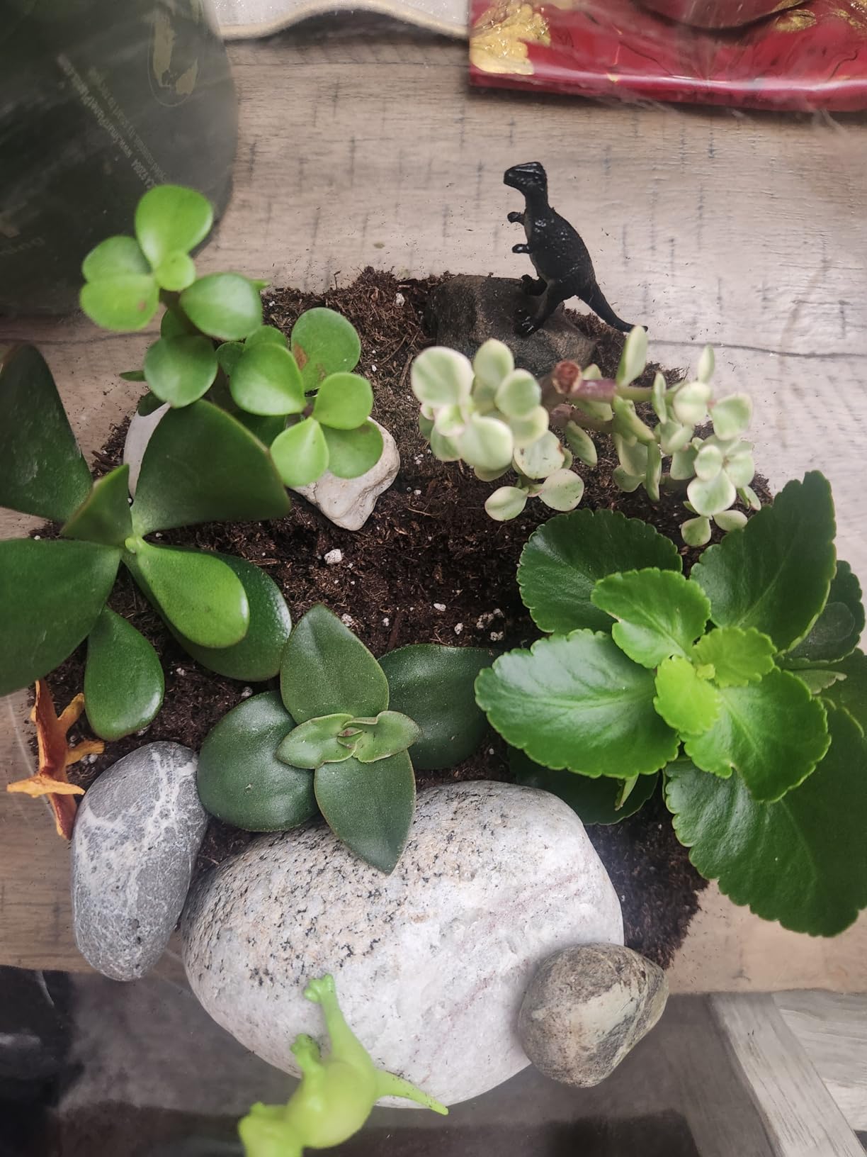 Cute Farms Terrarium Starter Kit | Moss, Vermiculite, Soil, Pebbles, Plant Food, Finishing Tools, Build and Care Guide | DIY Succulent Terrarium for Adults and Kids (Large) customer photo 1