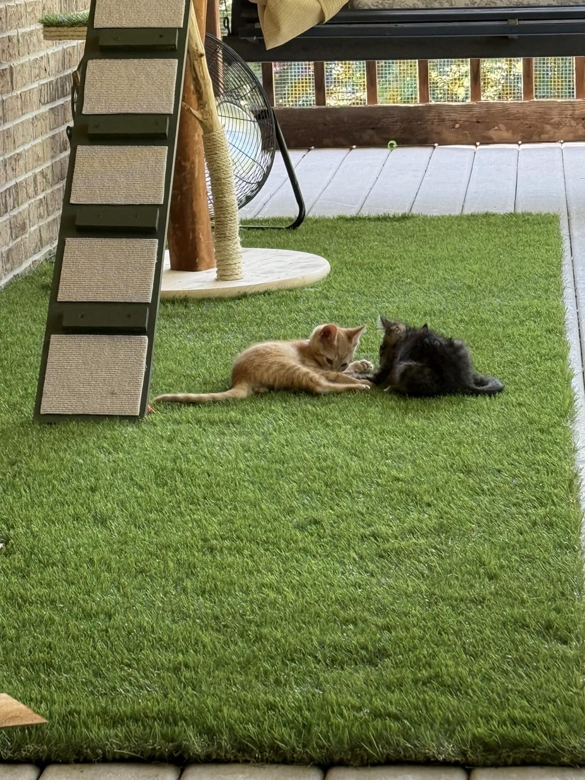 Petgrow Artificial Grass Rug 6.5 FT x10 FT(65 Square FT), Realistic Indoor Outdoor Garden Lawn Landscape Patio Synthetic Turf Mat- Thick Fake Faux Grass customer photo 1