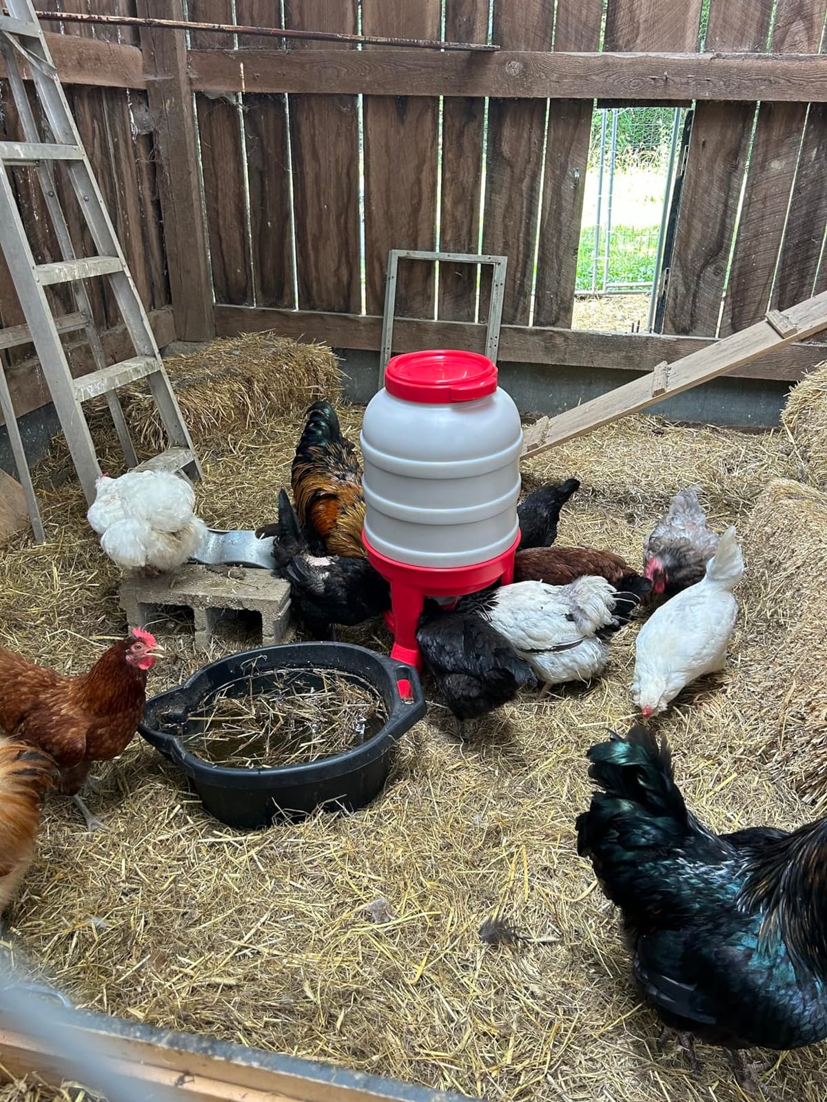 Little Giant® Plastic Dome Feeder | Heavy Duty Plastic Gravity Fed Poultry Feed Container Tank | Backyard Poultry for Hobbyists, Farmers and Ranchers | 45 LB customer photo 2