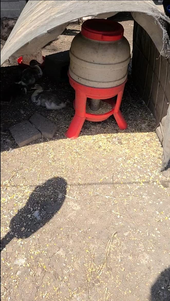Little Giant® Plastic Dome Feeder | Heavy Duty Plastic Gravity Fed Poultry Feed Container Tank | Backyard Poultry for Hobbyists, Farmers and Ranchers | 60 LB customer photo 2