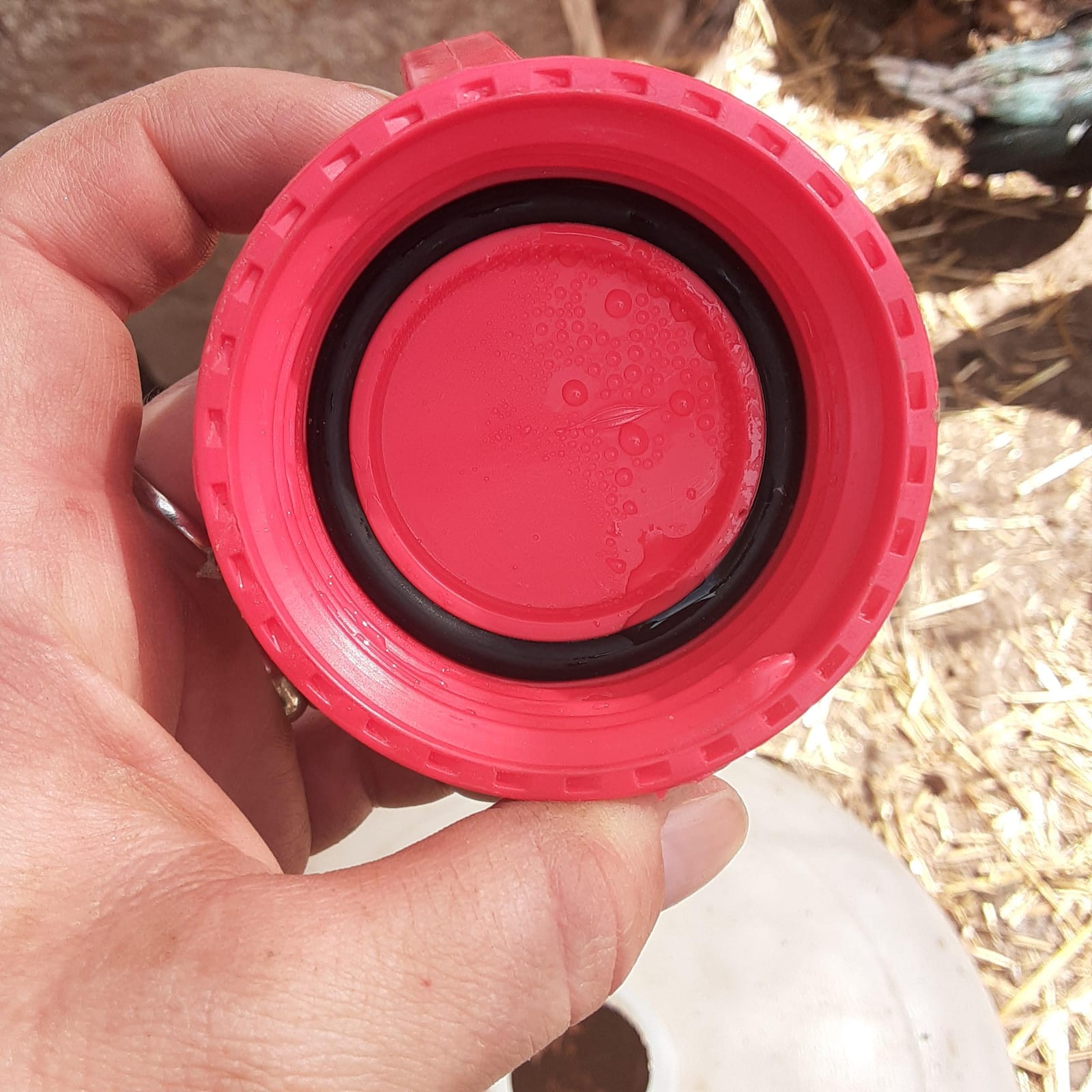Little Giant® Plastic Dome Waterer | Heavy Duty Plastic Gravity Fed Poultry Waterer Container Tank | Chickens, Ducks & Other Birds for Hobbyists, Farmers and Ranchers | 8 Gallon customer photo 1