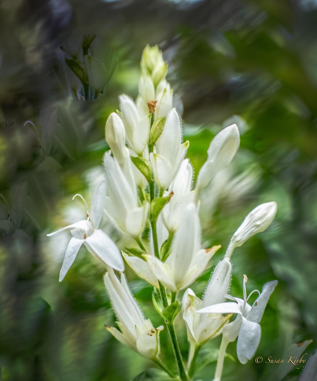 Lensbaby - Sol 45 - for Canon EF - Sweet spot - Soft Bokeh - Compatible with a Wide Range of Cameras customer photo 2