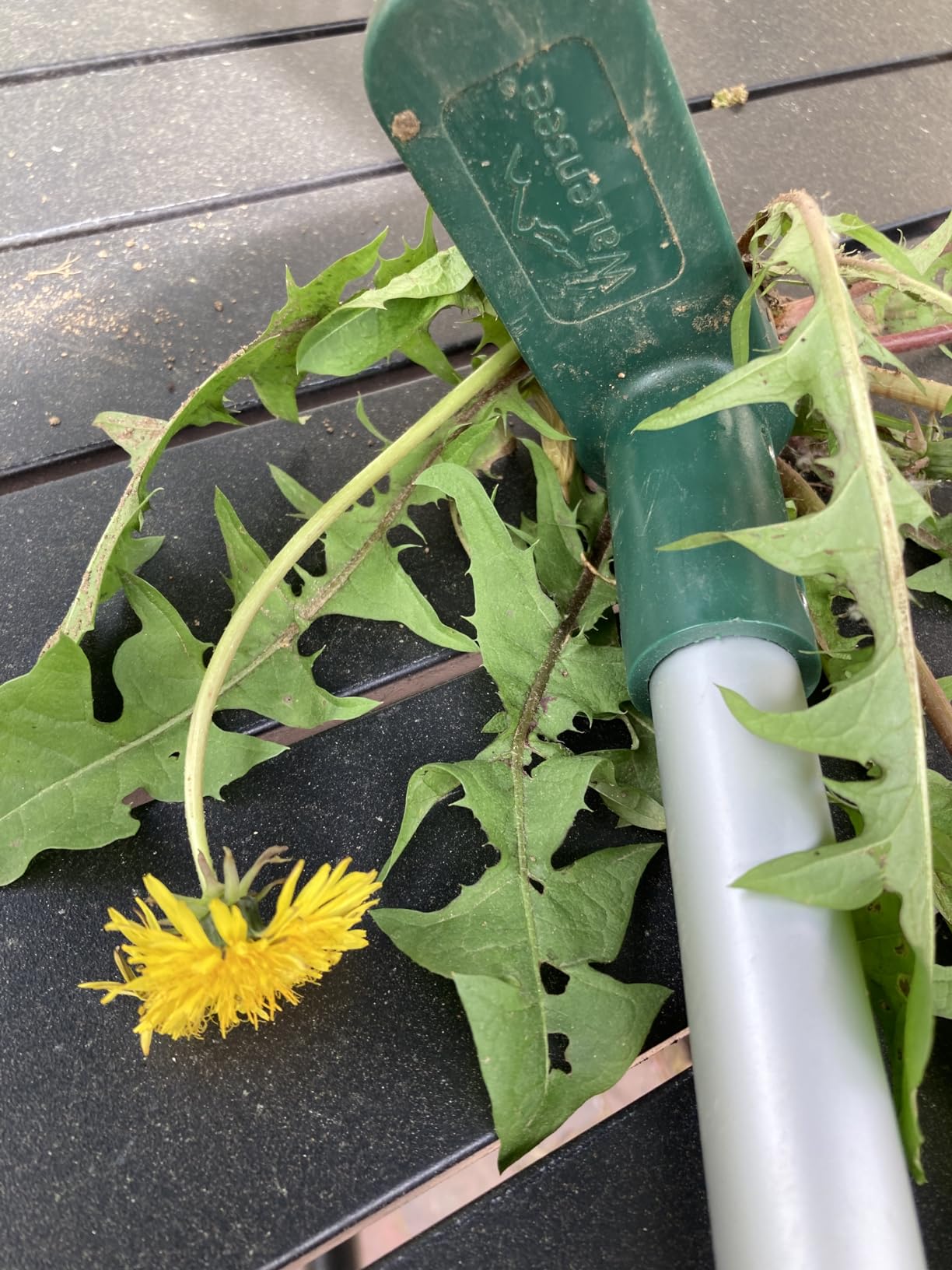 Walensee Weed Puller, Stand Up Weeder Hand Tool, Long Handle Garden Weeding Tool with 3 Claws, Hand Weed Hound Weed Puller for Dandelion, Standup Weed Root Pulling Tool and Picker, Grabber (1 Pack) customer photo 2