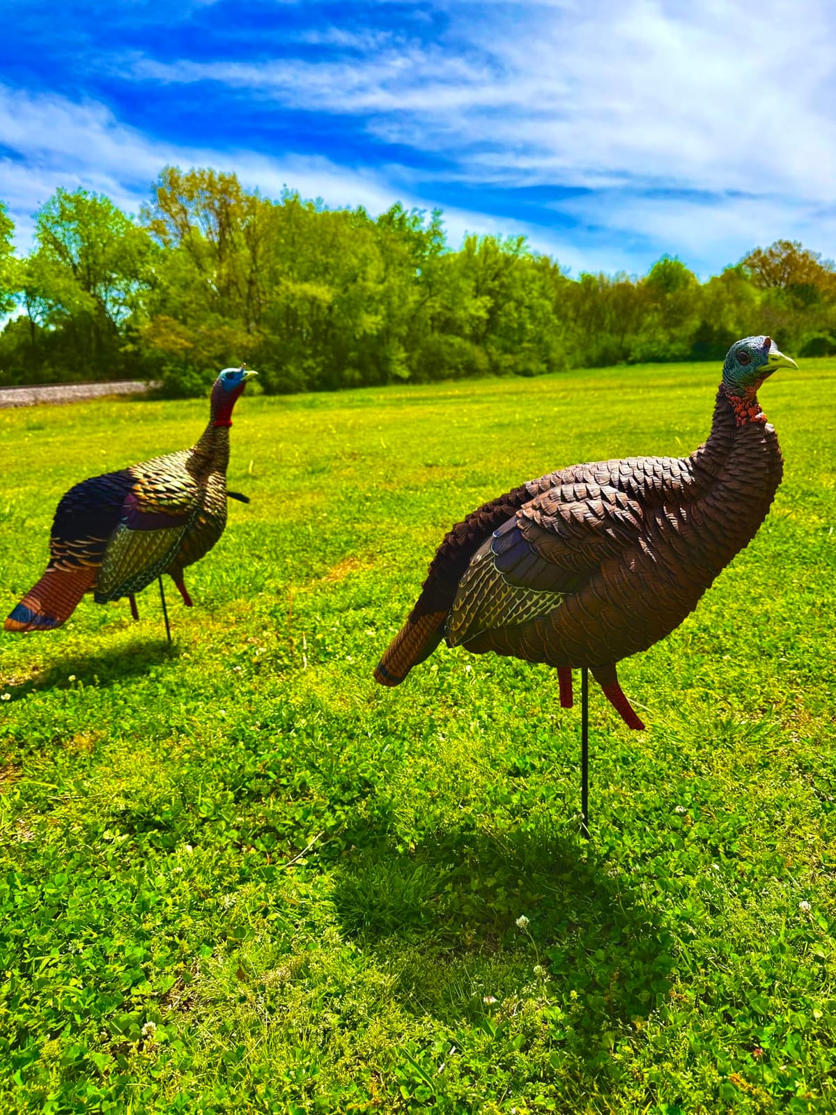 Avian-X HDR Jake Turkey Decoy | Rugged Durable Realistic Lifelike Quarter-Strut Body Standing Hunting Decoy with 2 Removable Heads, Mounting Stake & Carry Bag customer photo 1