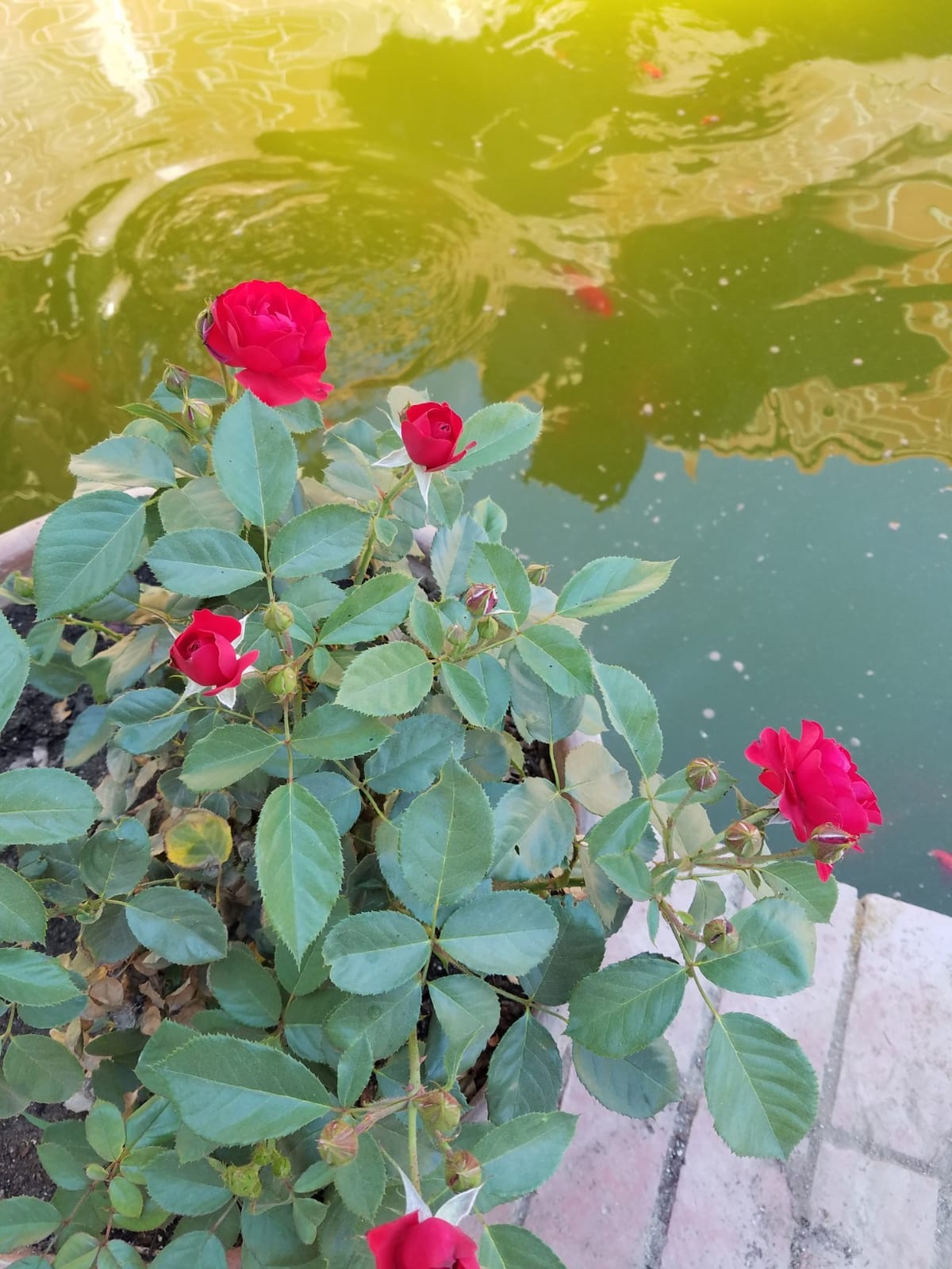 VIVOHOME 220W Pond Pump, 4500GPH Submersible Water Pump for Koi Pond customer photo 2