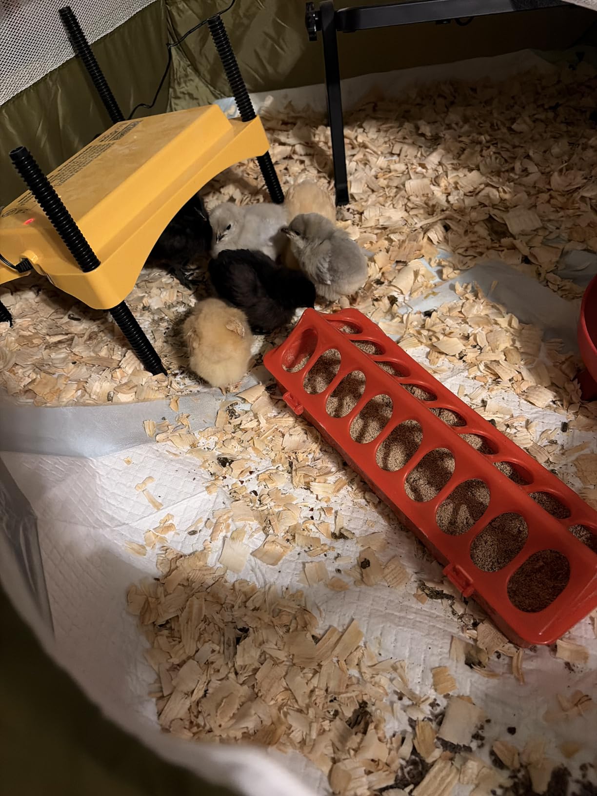 Brinsea Ecoglow Safety 1200 Chick or Duckling Brooder, Up to 35 Chicks customer photo 1
