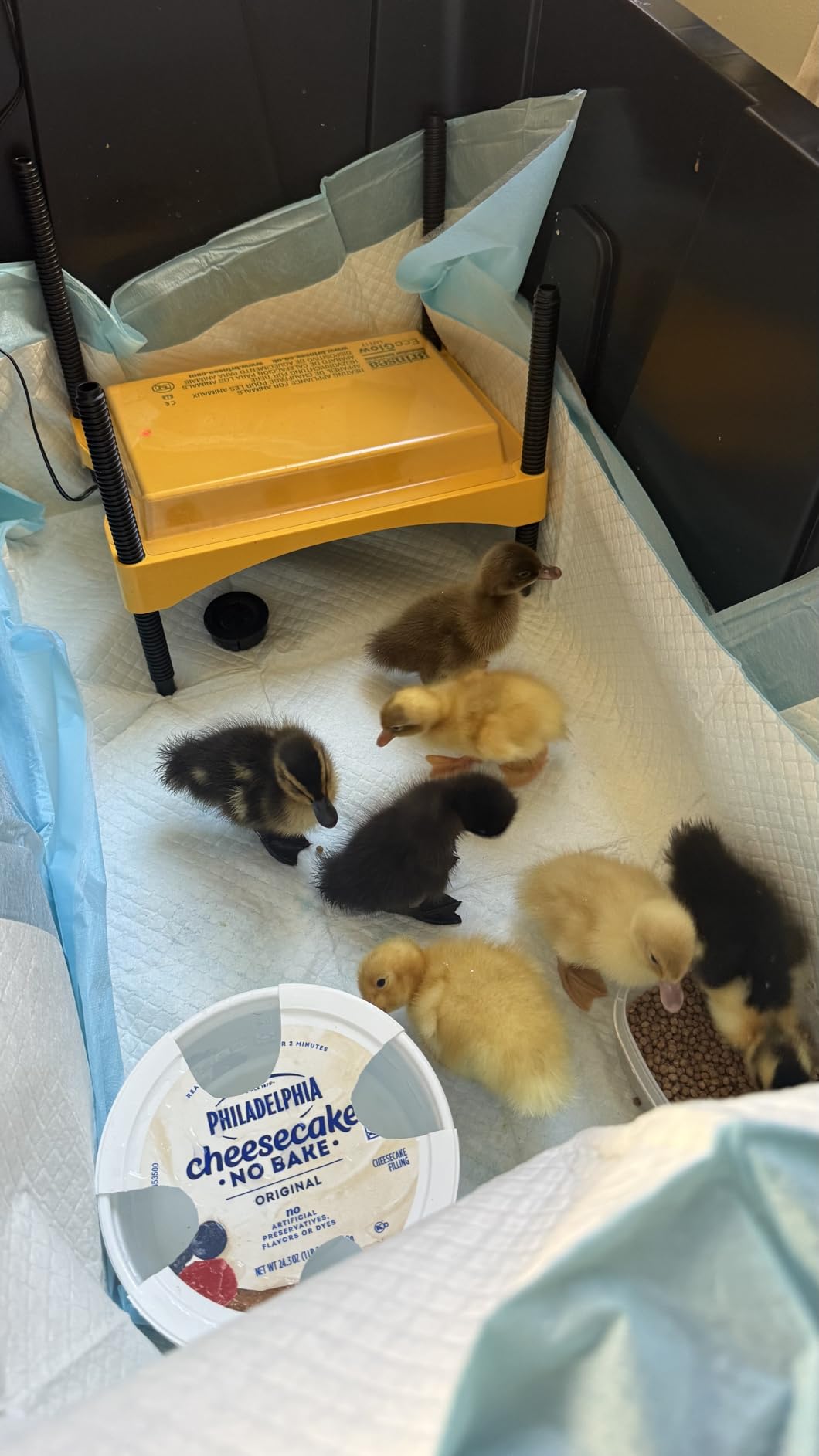 Brinsea Ecoglow Safety 1200 Chick or Duckling Brooder, Up to 35 Chicks customer photo 2