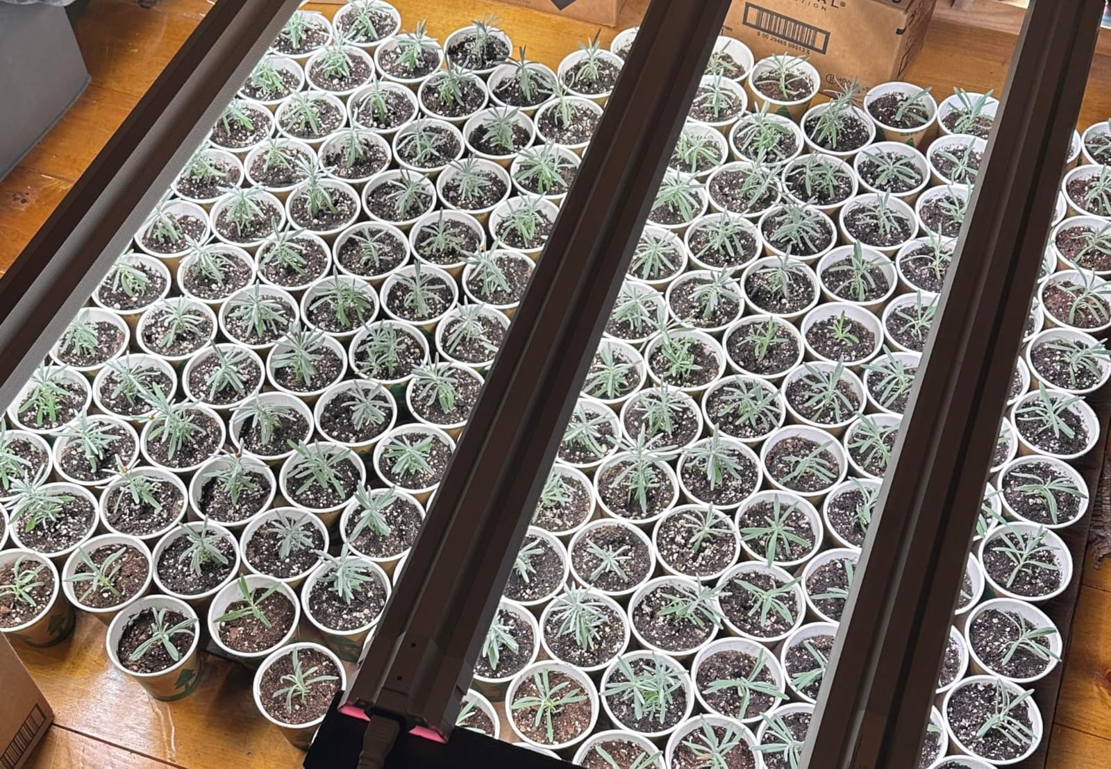 FREELICHT 1Pack 4FT Grow Light for Indoor Plants, 60W=350W, Full Spectrum customer photo 2