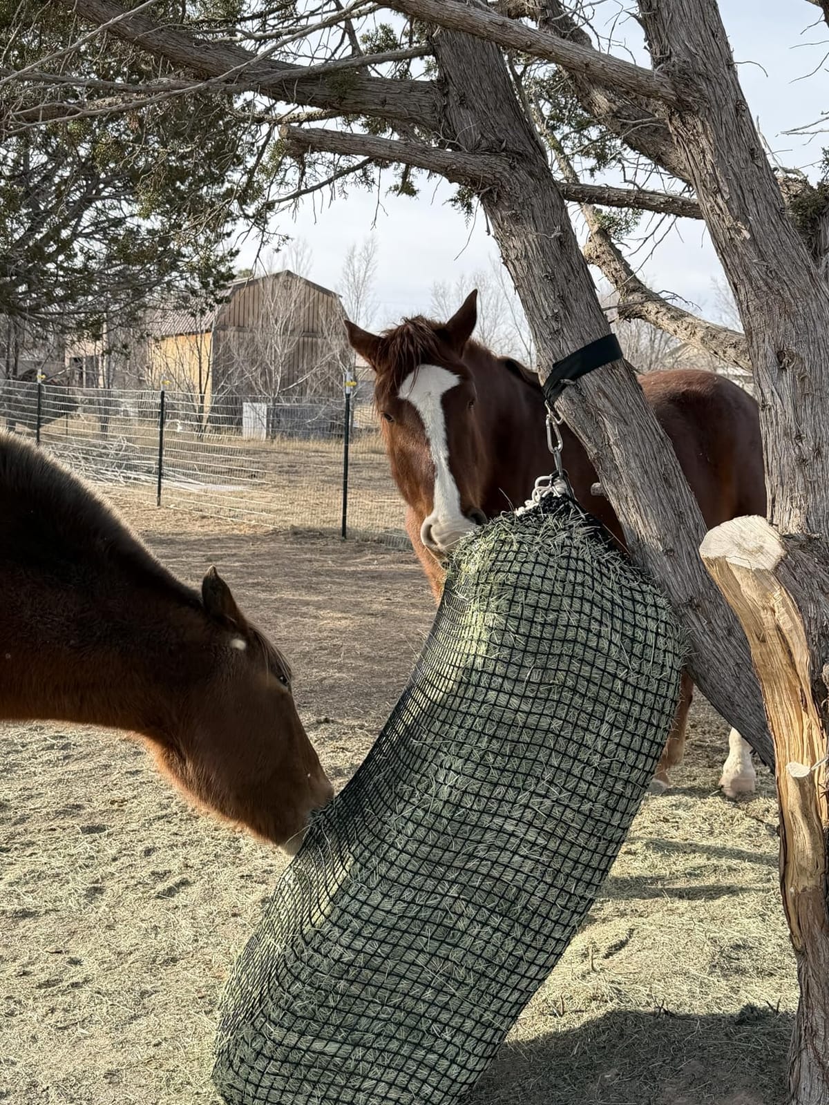 Aoneky Large Hay Net for Horses Slow Feed Horse Feeder Hay Bag 47 Inch Bale Size with Soft Knotless Nylon Mesh Fits Small Square Bales Up to 36x18x18 Inch customer photo 1