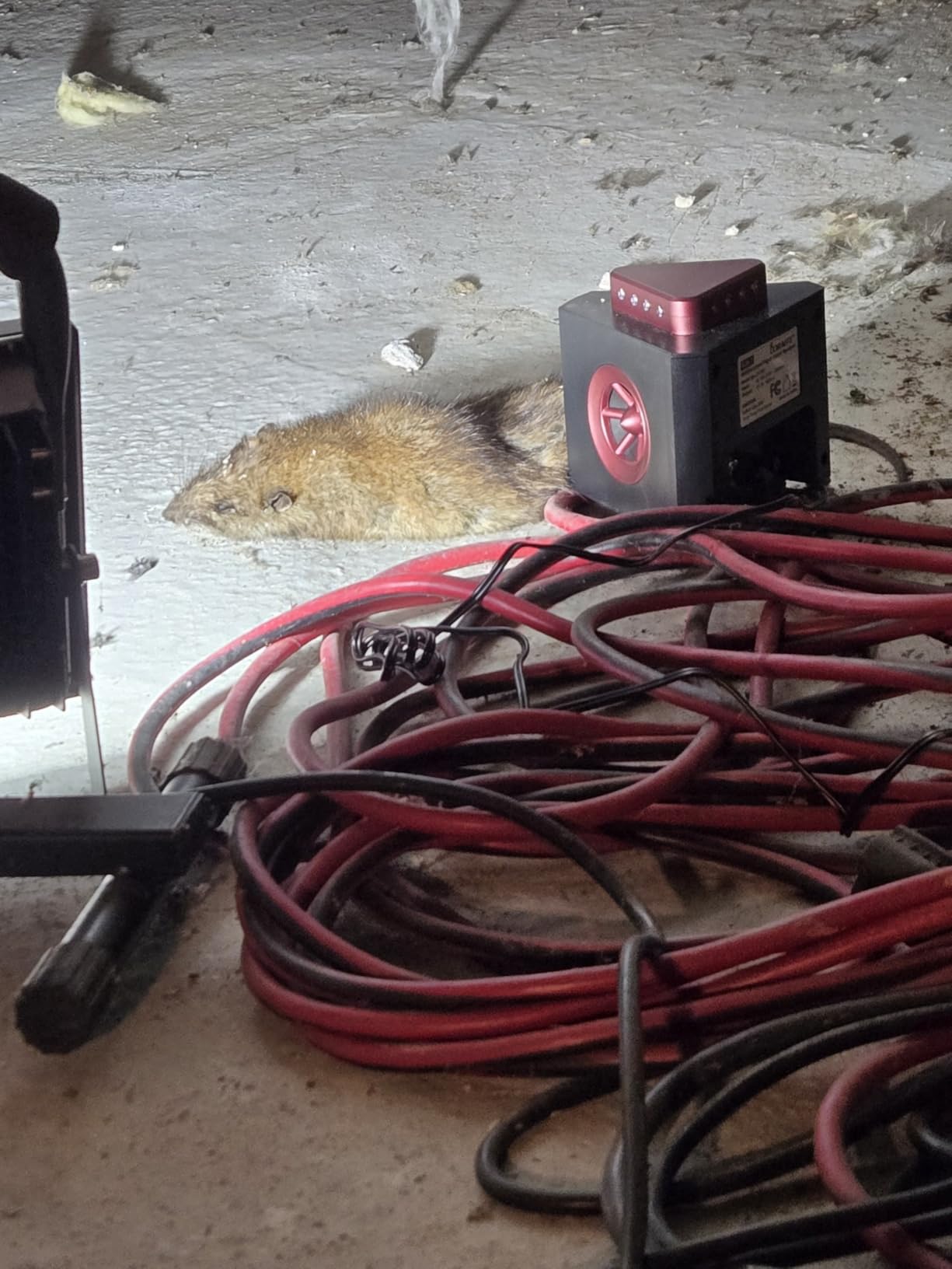 Loraffe 4-in-1 Plug-in Ultrasonic Rodent Repellent, Mouse & Rat Deterrent customer photo 1