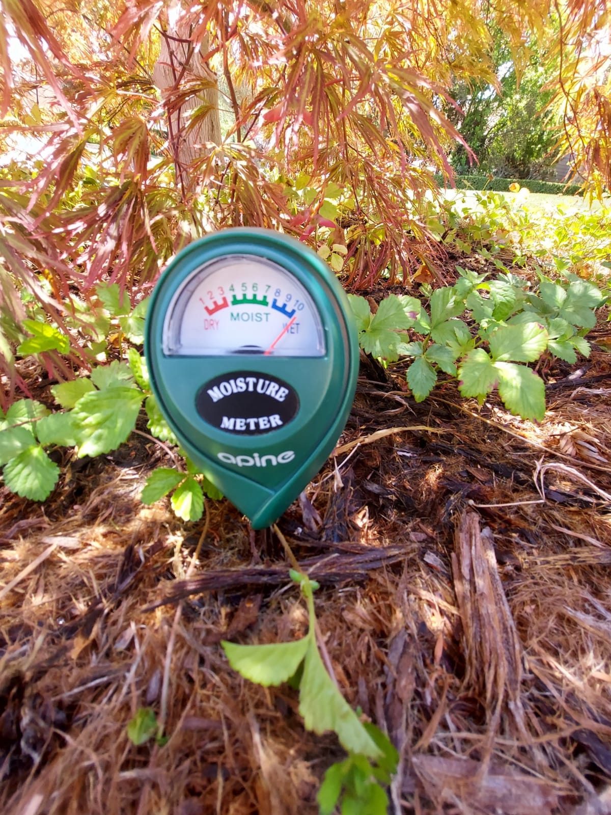 apine Soil Moisture Meter,Plants Moisture Meter,Plant Water Meter for Indoor/Outdoor Plants,Hydrometer for Plants（Green） customer photo 2