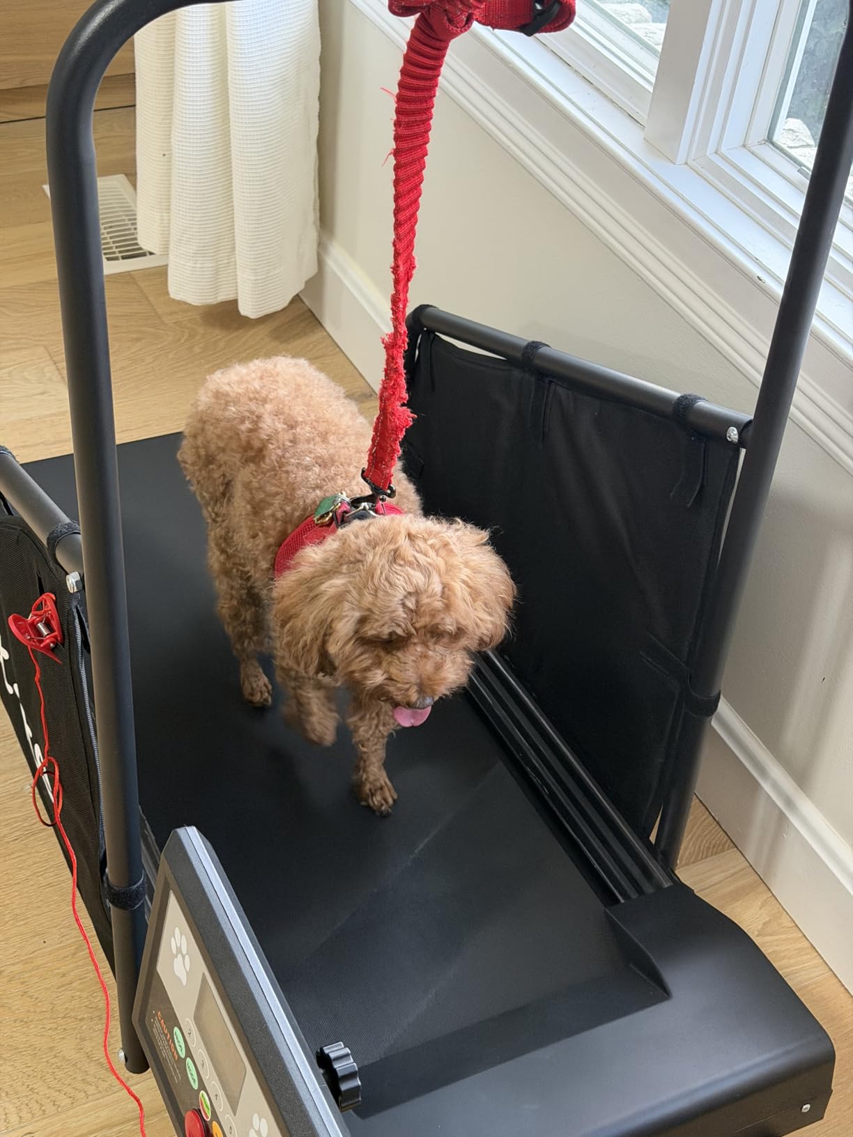 GYMAX Dog Treadmills for Small/Medium Dogs - Pet Runner with Remote, Display Monitor, Adjustable Incline, Shock-Absorbing Belt & Wheels, 3 in 1 Dog Running Machine Walking Pad for Indoor Exercise customer photo 2