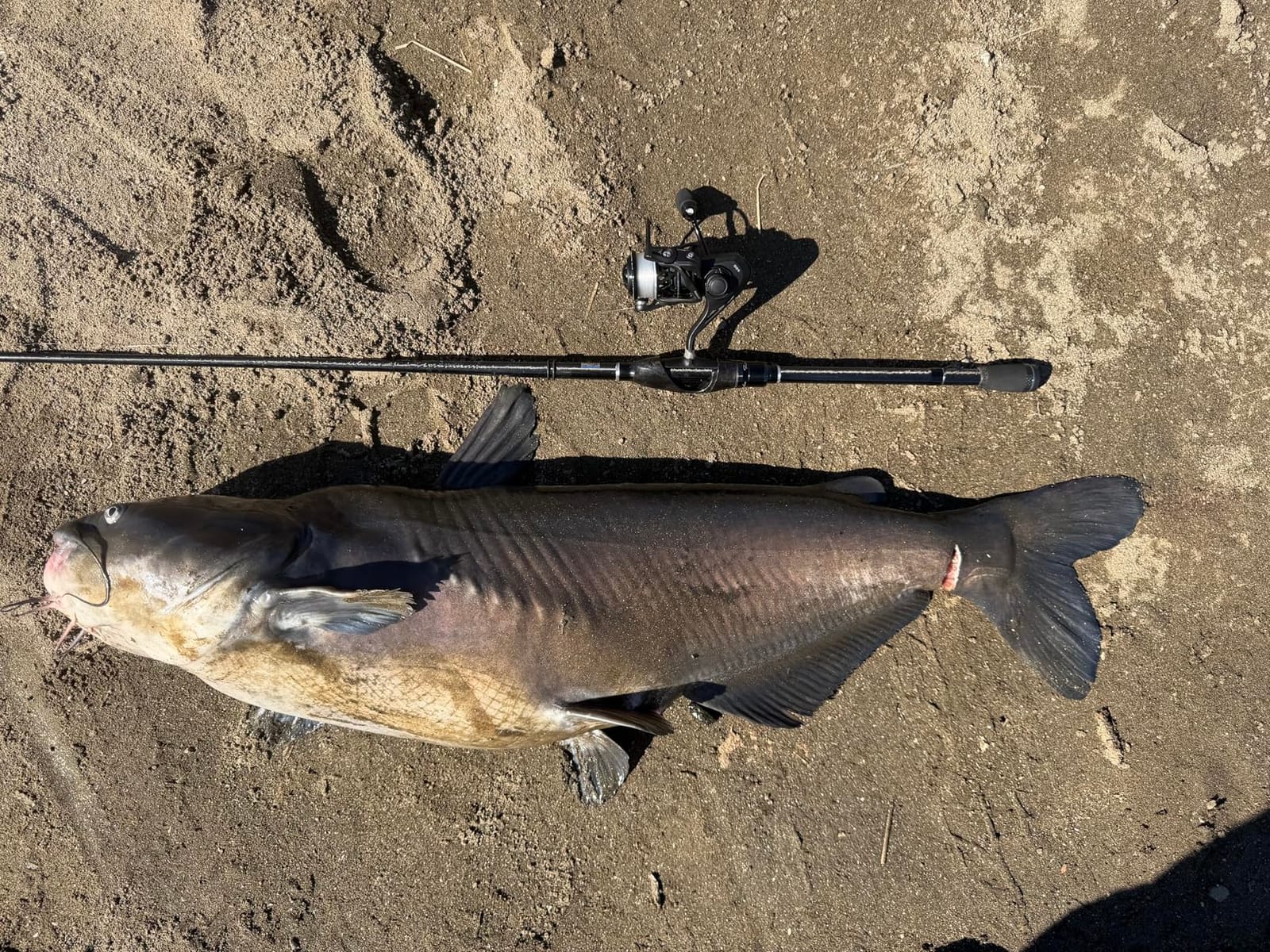 KastKing Zephyr Spinning Fishing Reels with 5.2:1 Gear Ratio customer photo 1