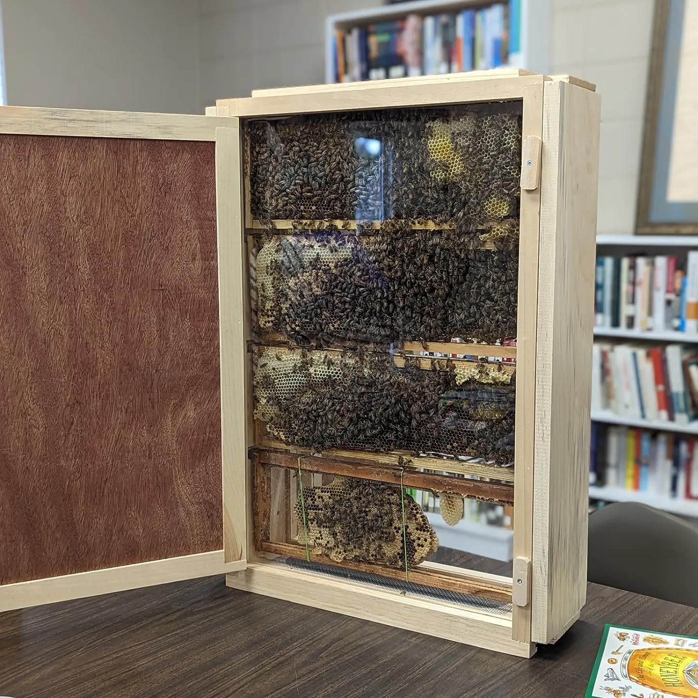 Observation Bee Hive Holds 12 Medium Frames with Double-side Plexi glass doors Fully Assembled FRAMES NOT INCLUDED customer photo 1