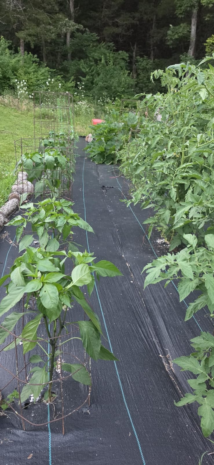 LAVEVE Heavy Duty Weed Barrier Landscape Fabric 4FT x 100FT customer photo 1