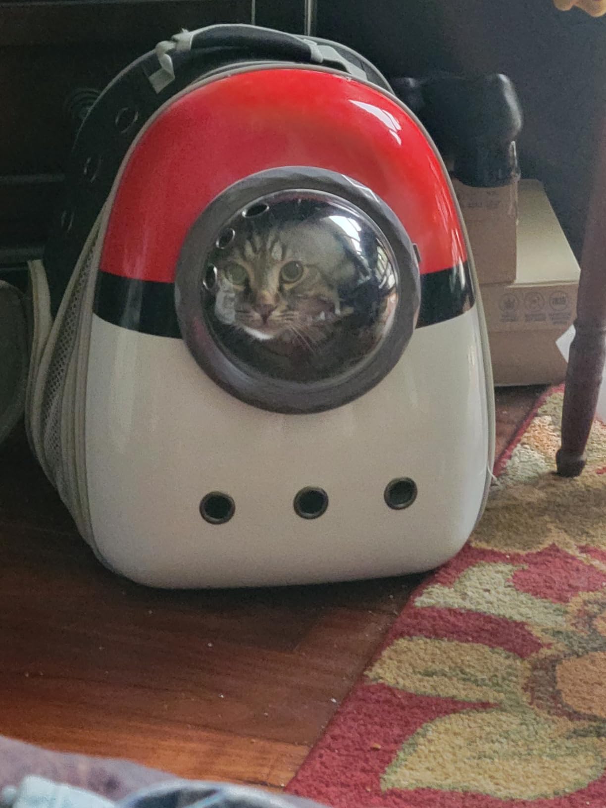 Front Expandable Cat Backpack Carrier, Fit up to 20 lbs, Printed Artwork with Space Capsule Bubble Window Pet Carrier Backpack for Large Fat Cat and Small Puppy customer photo 2