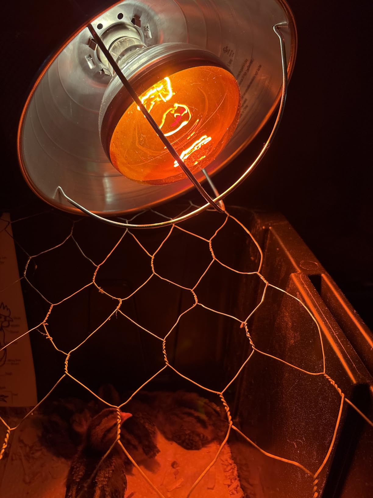 Fluker's Culinary Coop Infrared Heat Lamp for Chicken Coop or Outdoor Animals, 250 Watt customer photo 1