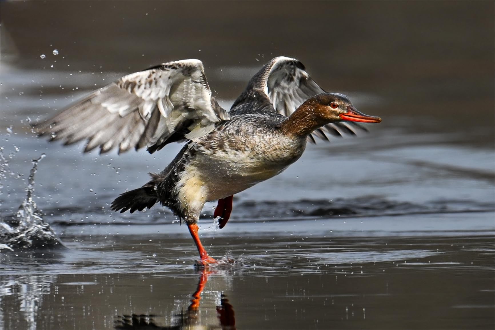 Nikon NIKKOR Z 400mm f/4.5 VR S Black | 400mm f/4.5 S-Line lens with 6-stop VR and STM motor for wildlife, sports and aircraft customer photo 2