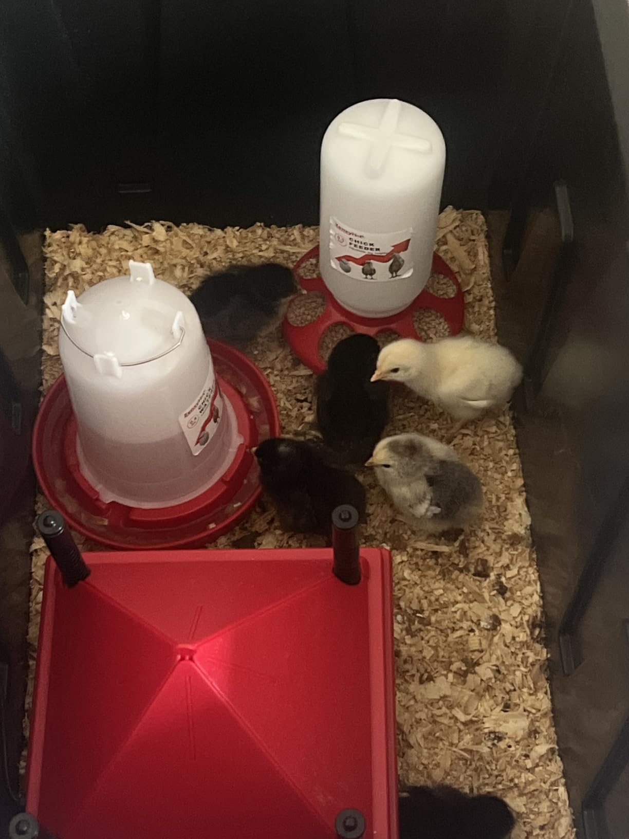 2-in-1 Chick Starter Set: 0.3 Gal Feeder & 0.4 Gal Waterer Green customer photo 2