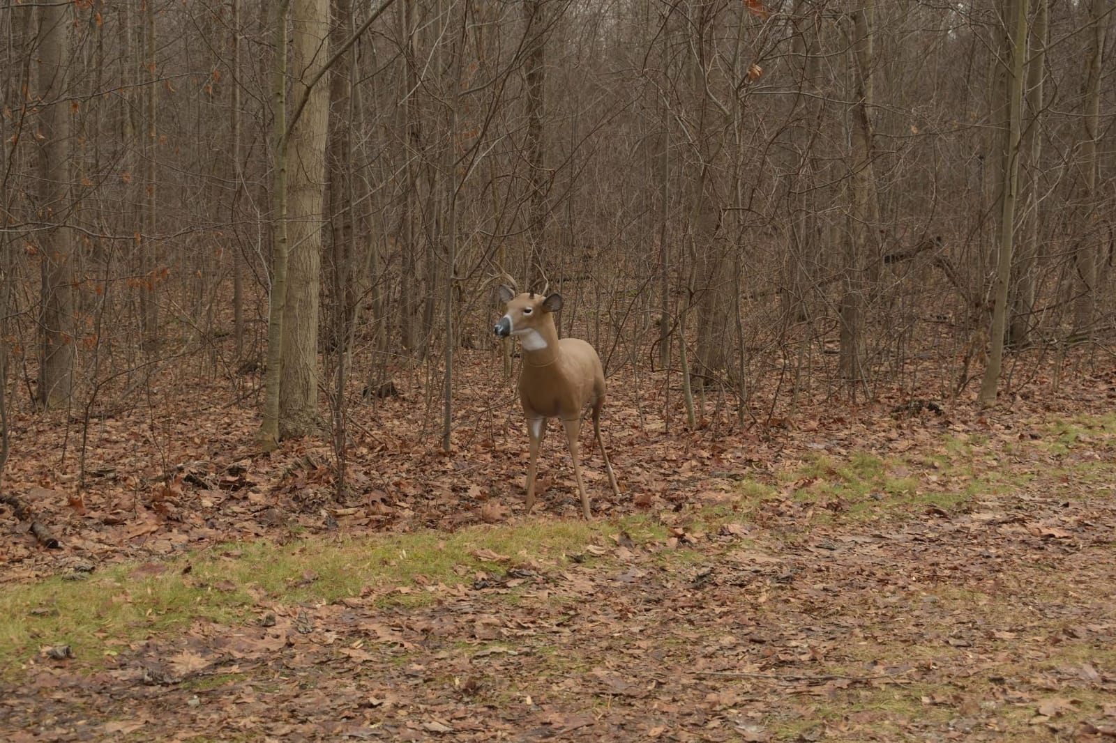 Flambeau Outdoors 5965SB Scrapper Buck - Masters Series Deer Decoy customer photo 1