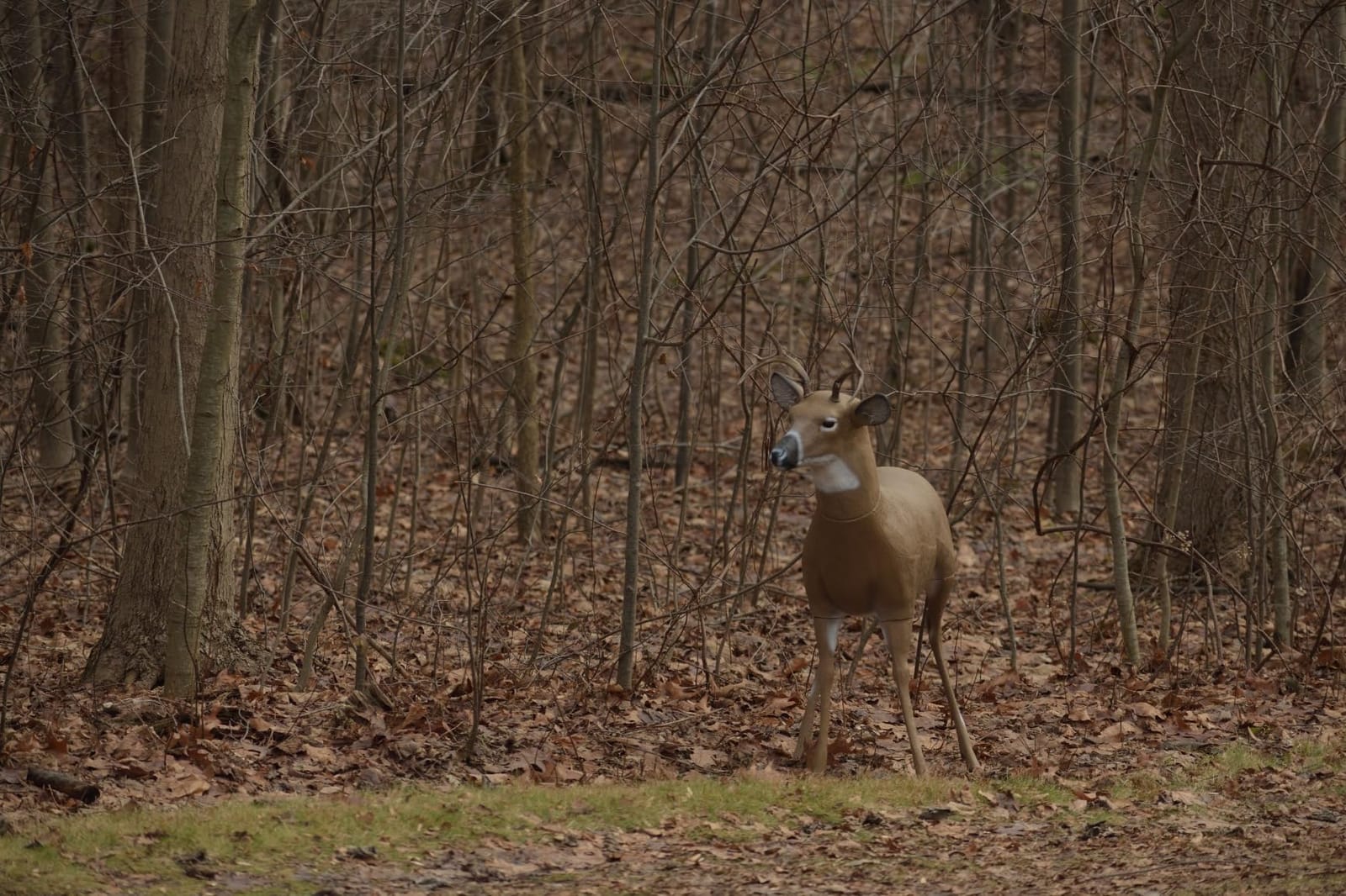 Flambeau Outdoors 5965SB Scrapper Buck - Masters Series Deer Decoy customer photo 2