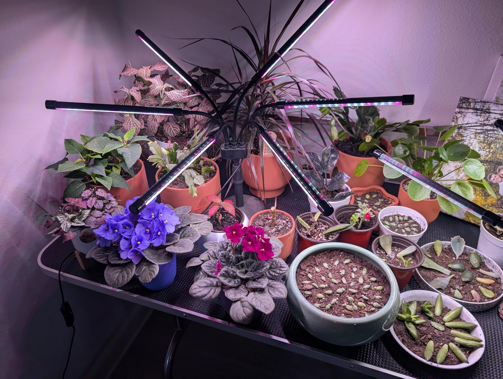 SYEIORAOM Grow Lights for Indoor Plants, Six Head Plant Light with Full Spectrum, LED Grow Lamps for Seed Starting with Adjustable Gooseneck, Suitable for Flowers Vegetables customer photo 1