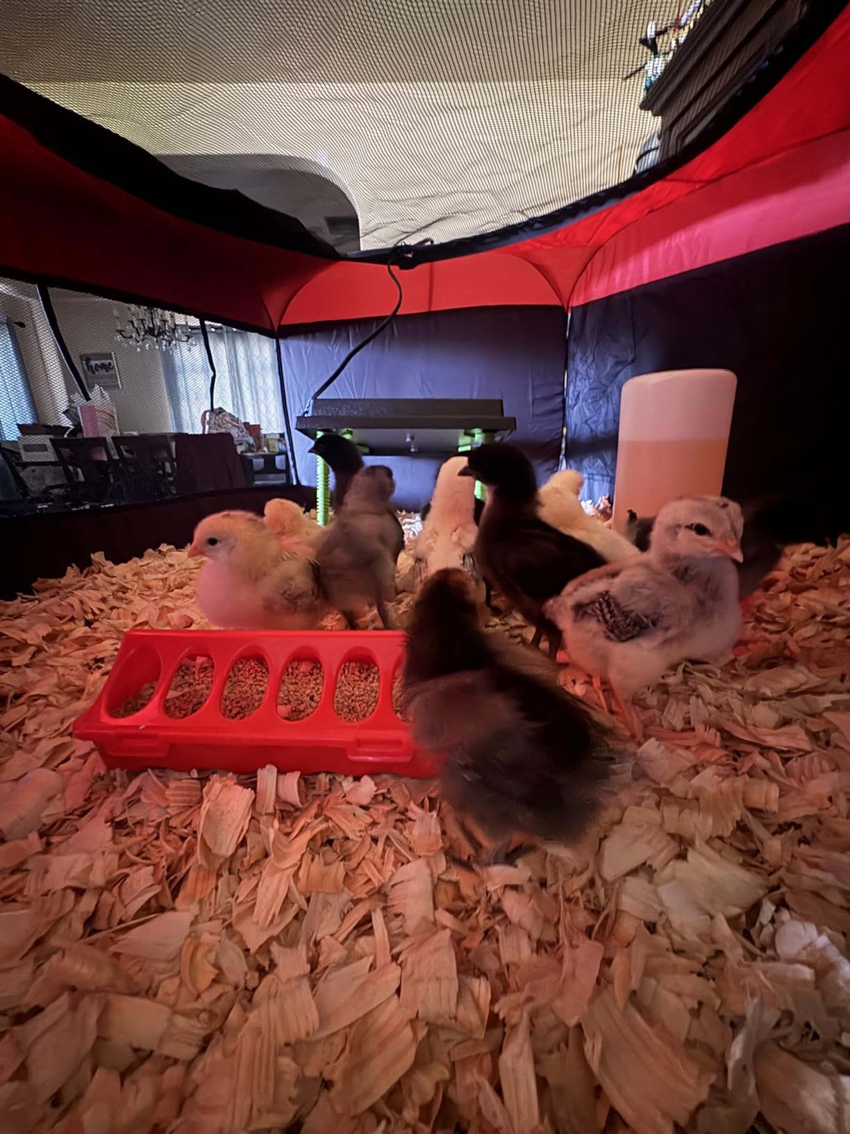 Tetuga Brooder Box for Chick Starter Kit with 10x 12” Brooder Heating Plate customer photo 1