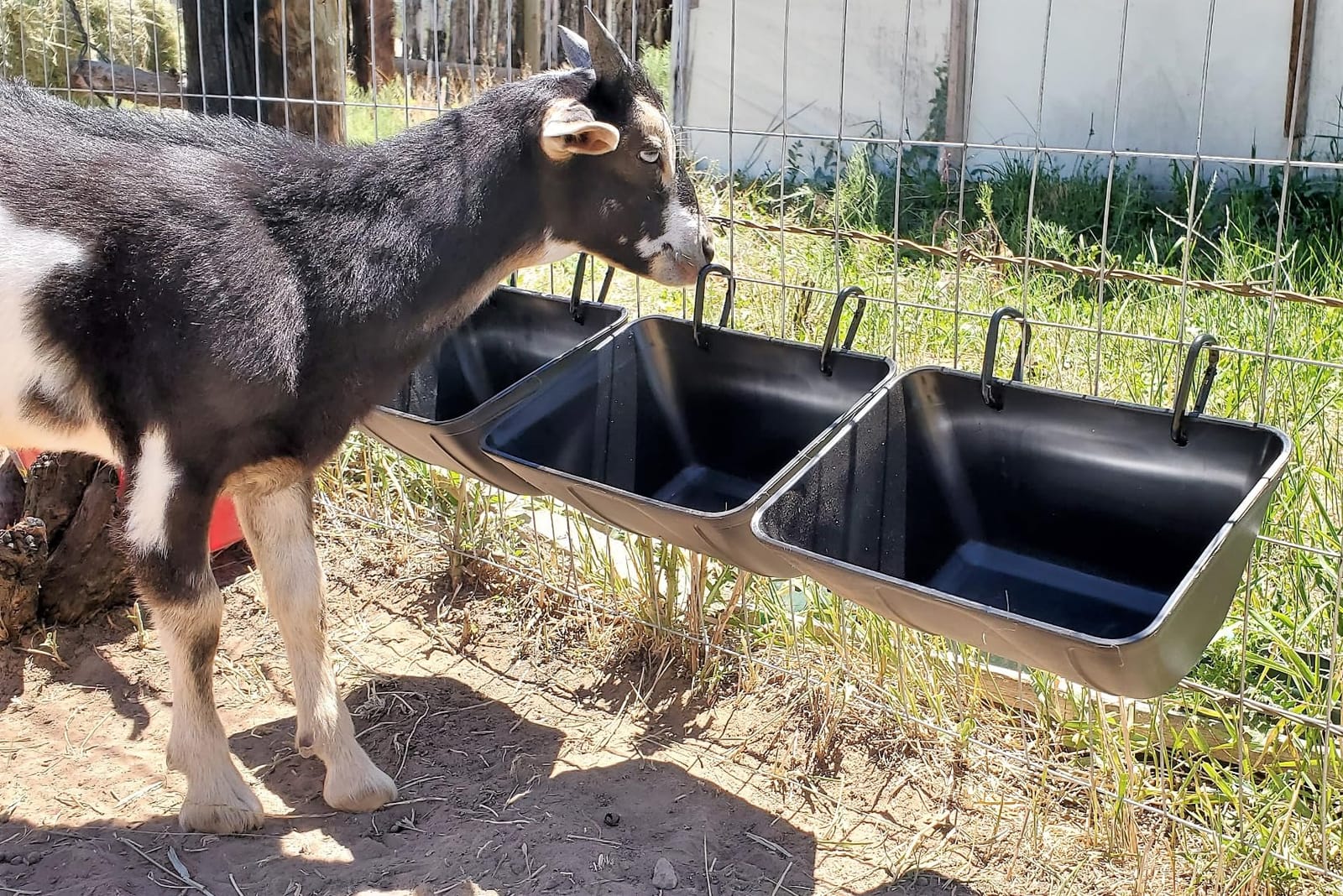 Hanging Chicken Feeder Trough for Goat Sheep Deer Poultry Duck Chicken Fence Feeder Livestock Feeding Container Goats Supplies Feeders Waterer Bucket customer photo 2