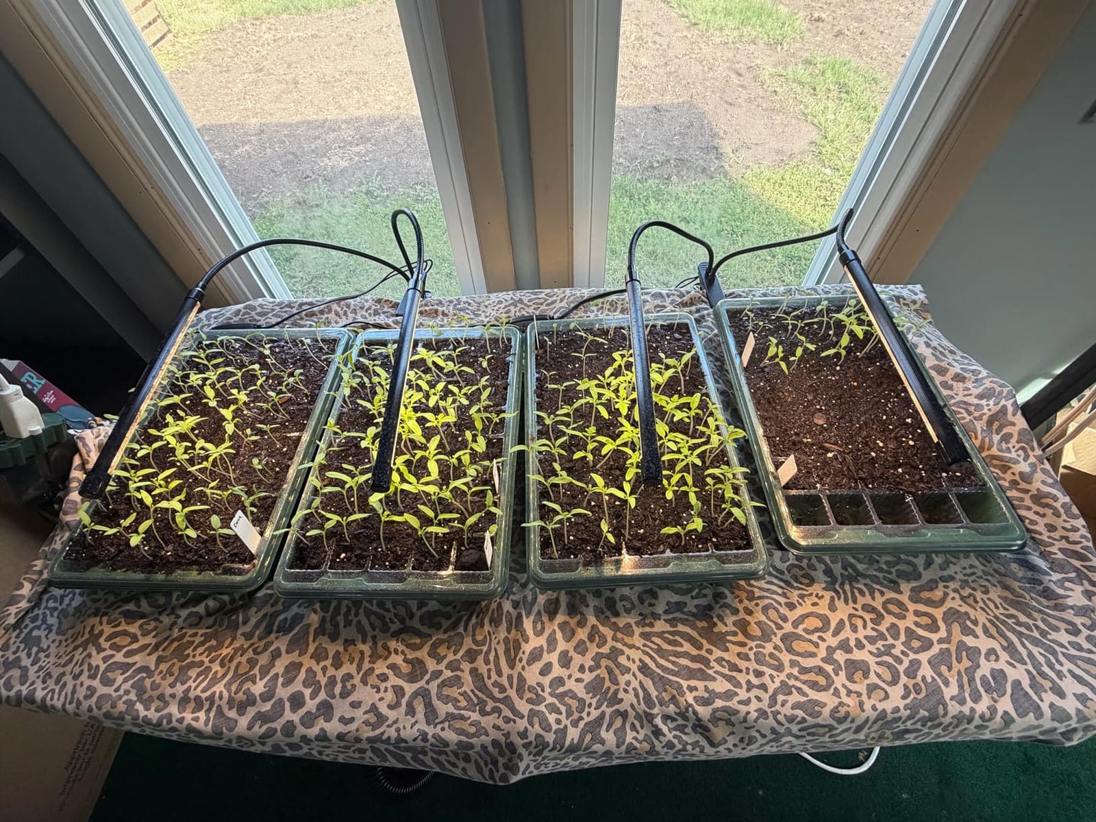 Garpsen Plant Light, 2 Heads Grow Lights for Seed Starting with Clip, 2Pack customer photo 1