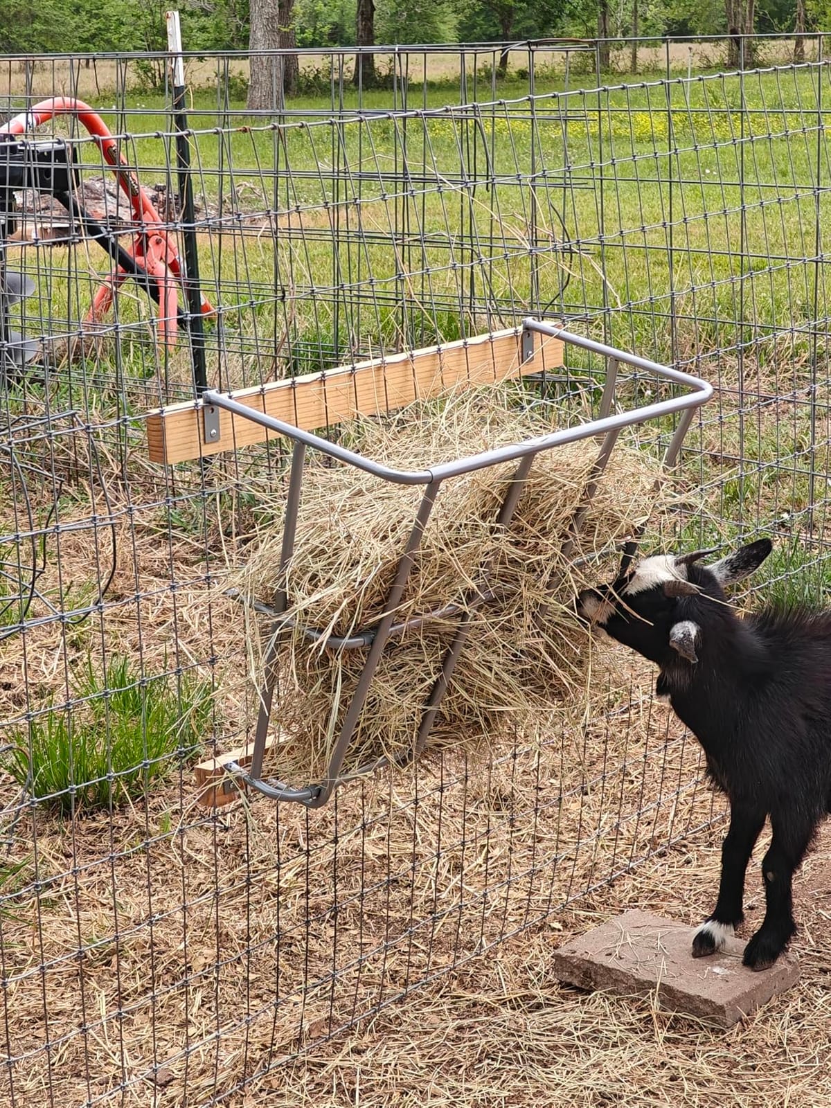 2 in 1 Hay Feeder Goat 22 Gallon customer photo 2