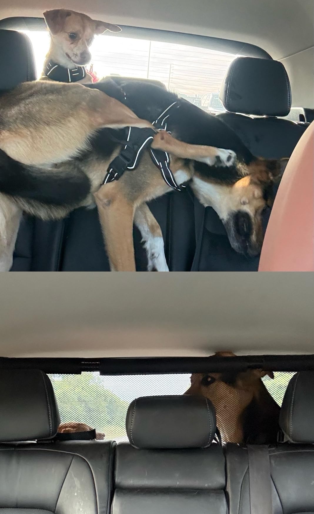 Dog Car Barrier Escape-Proof, 50