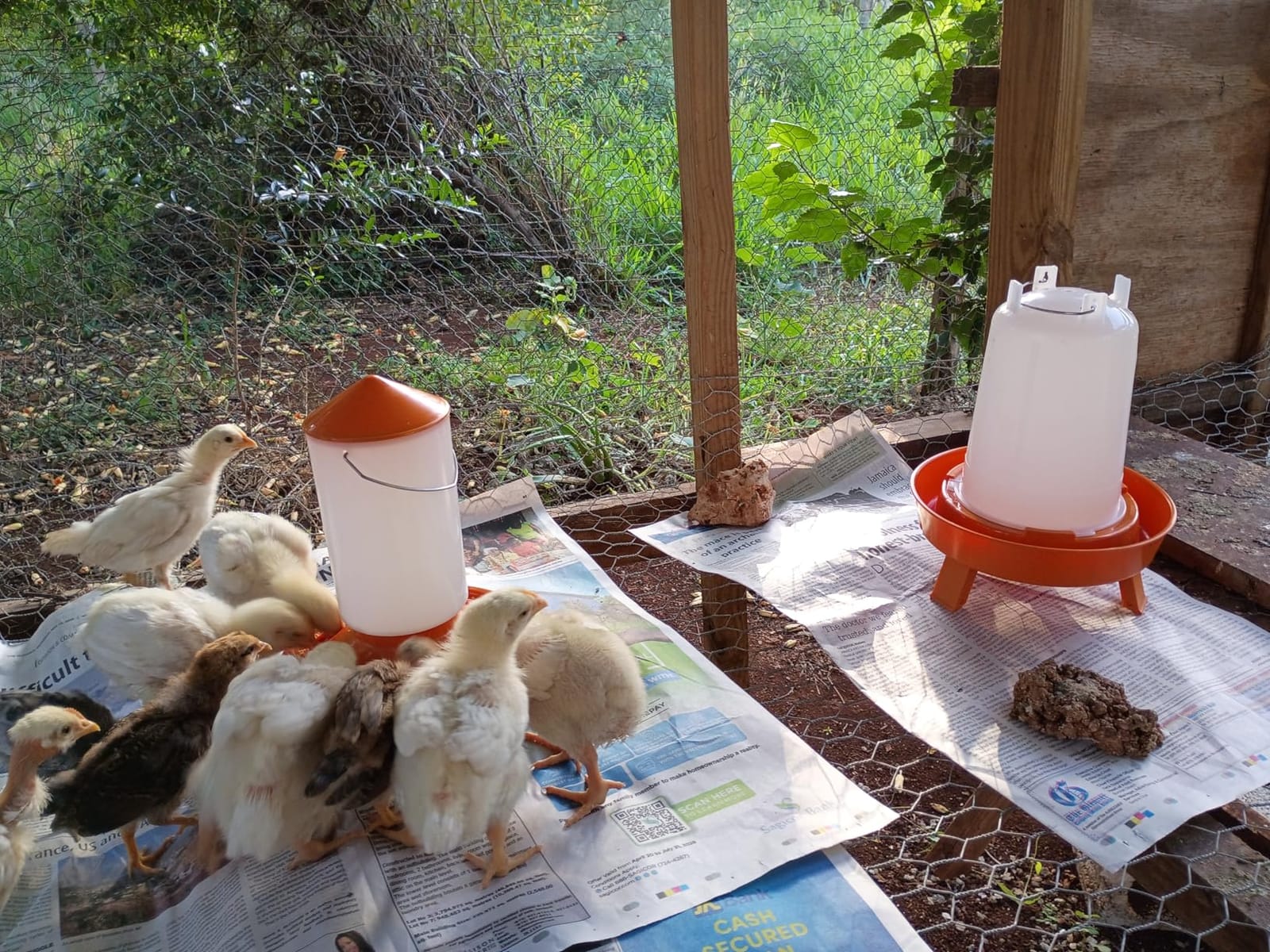 Eggluuz Chick Feeder and Waterer Kit, Top Fill 1.5kg Chick Feeder and 1.5L Chick Waterer with 3 Adjustable Heights customer photo 1