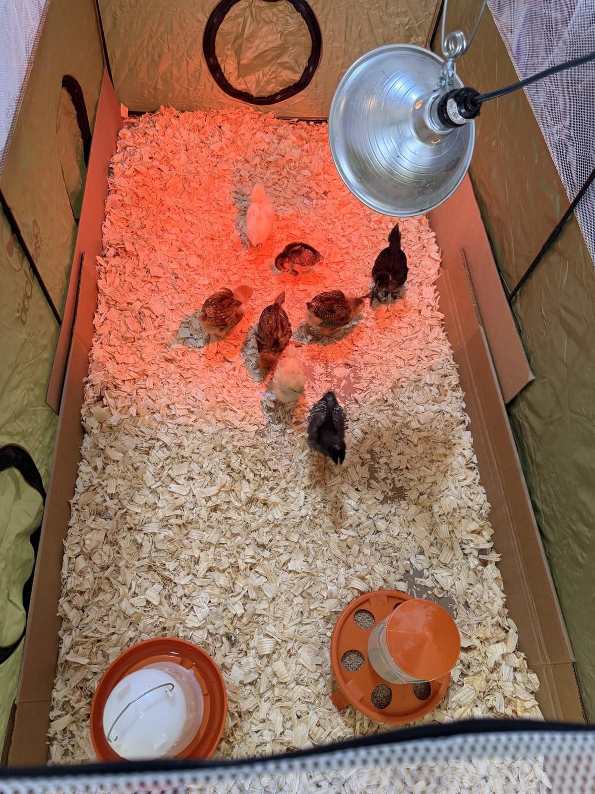 Eggluuz Chick Feeder and Waterer Kit, Top Fill 1.5kg Chick Feeder and 1.5L Chick Waterer with 3 Adjustable Heights customer photo 2