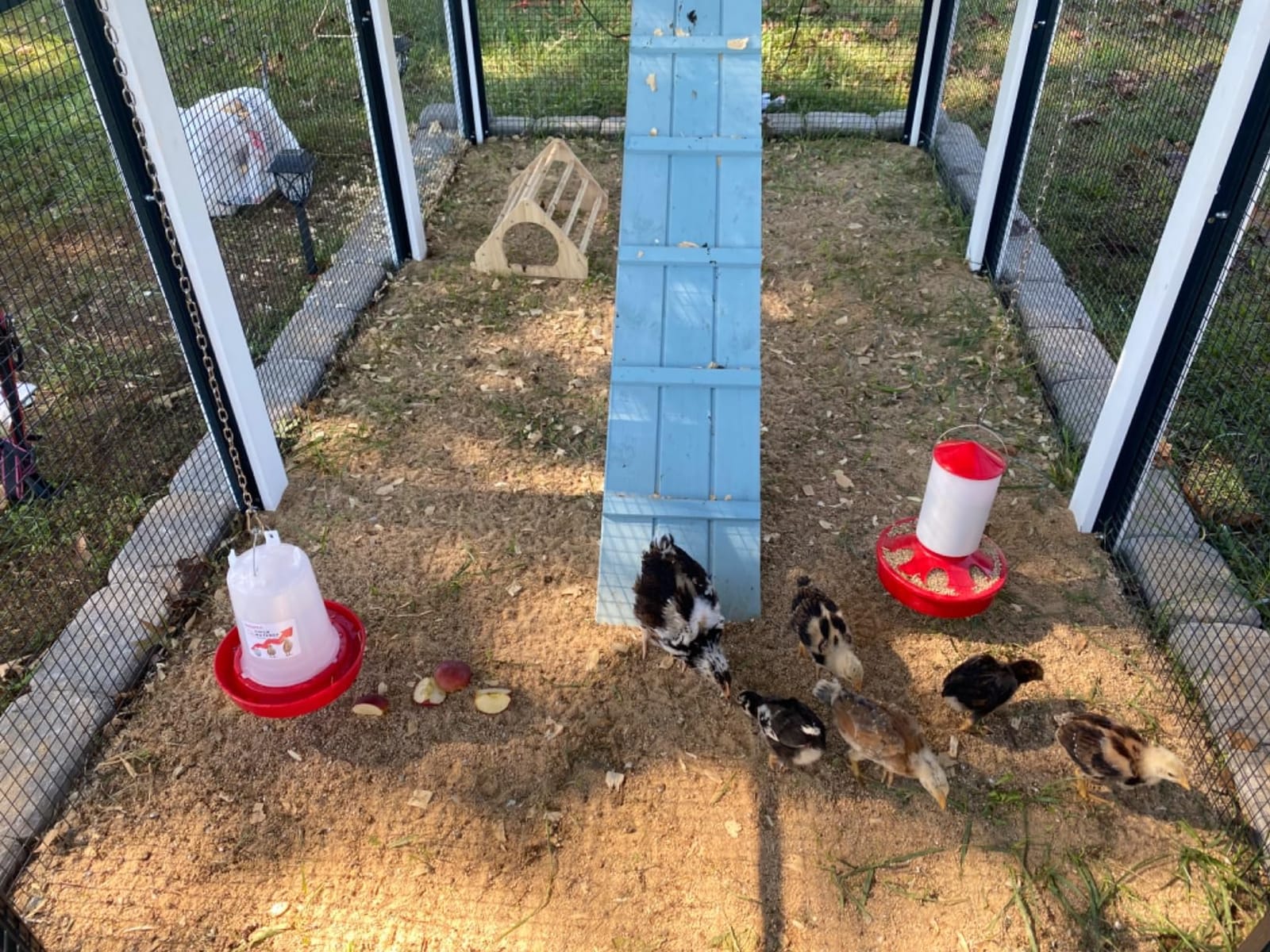 2-in-1 Chick Starter Set: Top Filling 0.8 Gal Feeder & 0.4 Gal Waterer Red customer photo 1