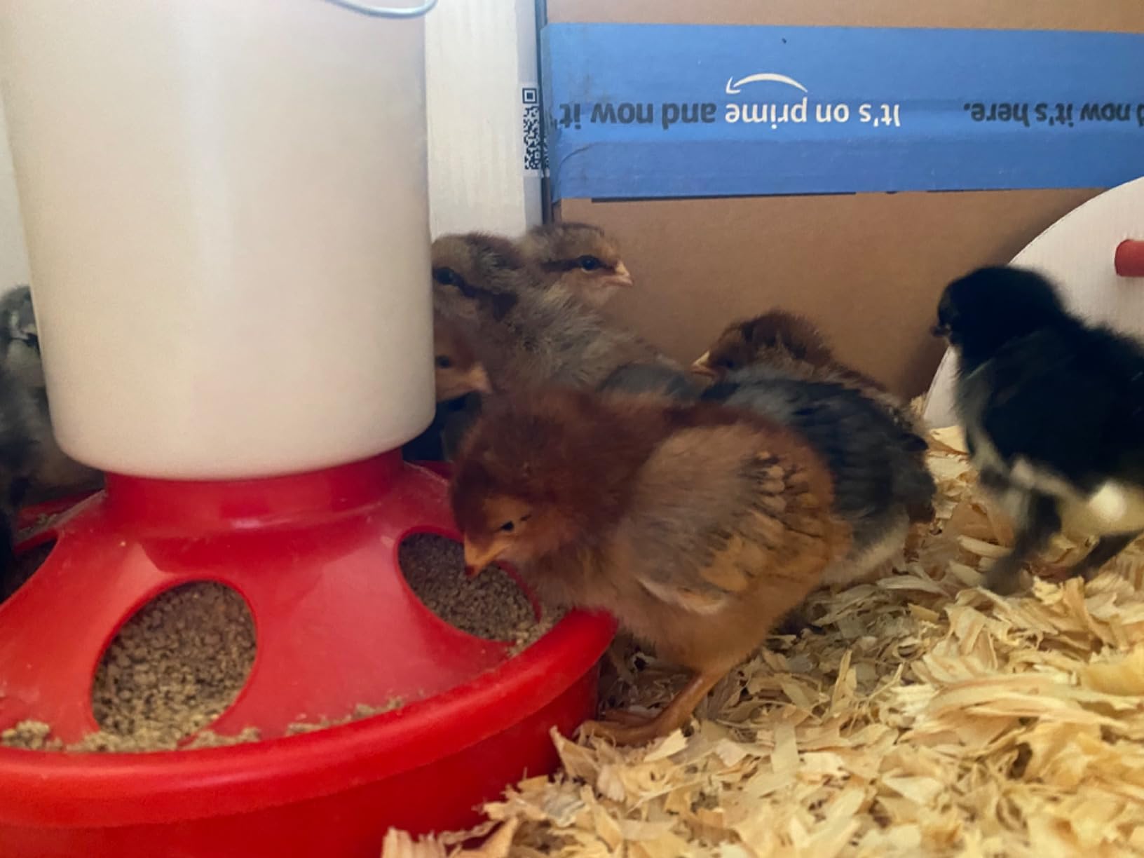 2-in-1 Chick Starter Set: Top Filling 0.8 Gal Feeder & 0.4 Gal Waterer Red customer photo 2