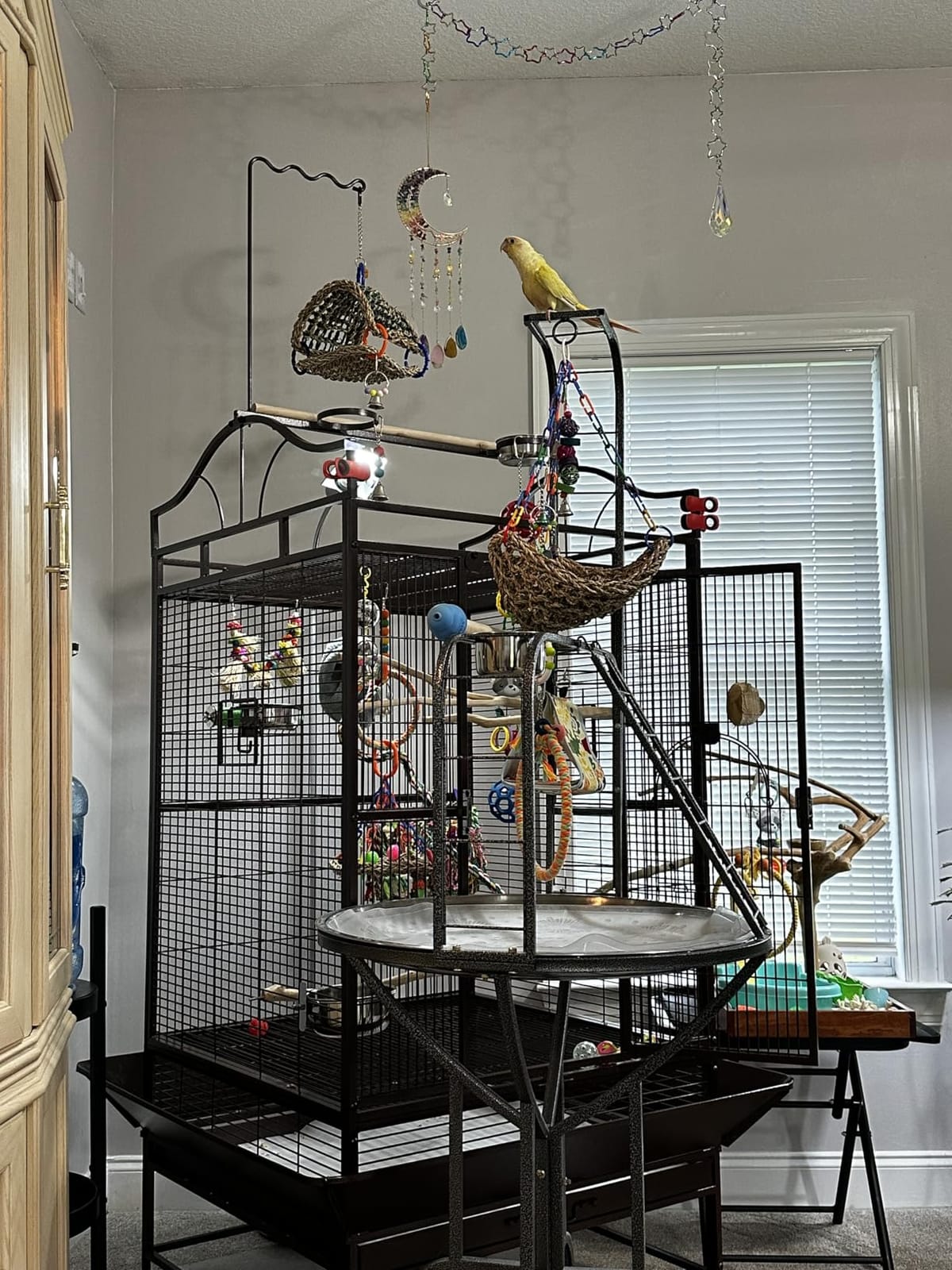 Elegant and Durable Wrought Iron Parrot Bird Play Perch Sturdy 4-Leg Rolling Stand Perch Gym Ground with Removable No Rust Stainless Steel Tray and Feed Cups Toy Hook customer photo 1