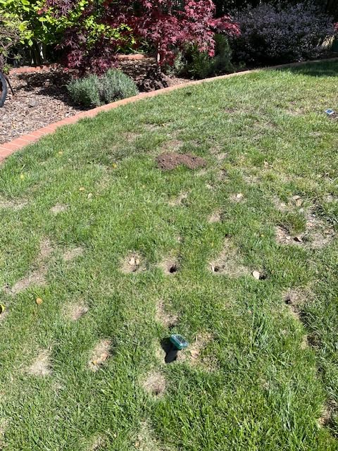 Mole Repellent Ultrasonic Solar Powered Animal Repellent for Outdoor Lawn Garden for Snakes, Moles, Gophers, Groundhogs, Voles and Other Burrowing Rodents (8 Pack) customer photo 1