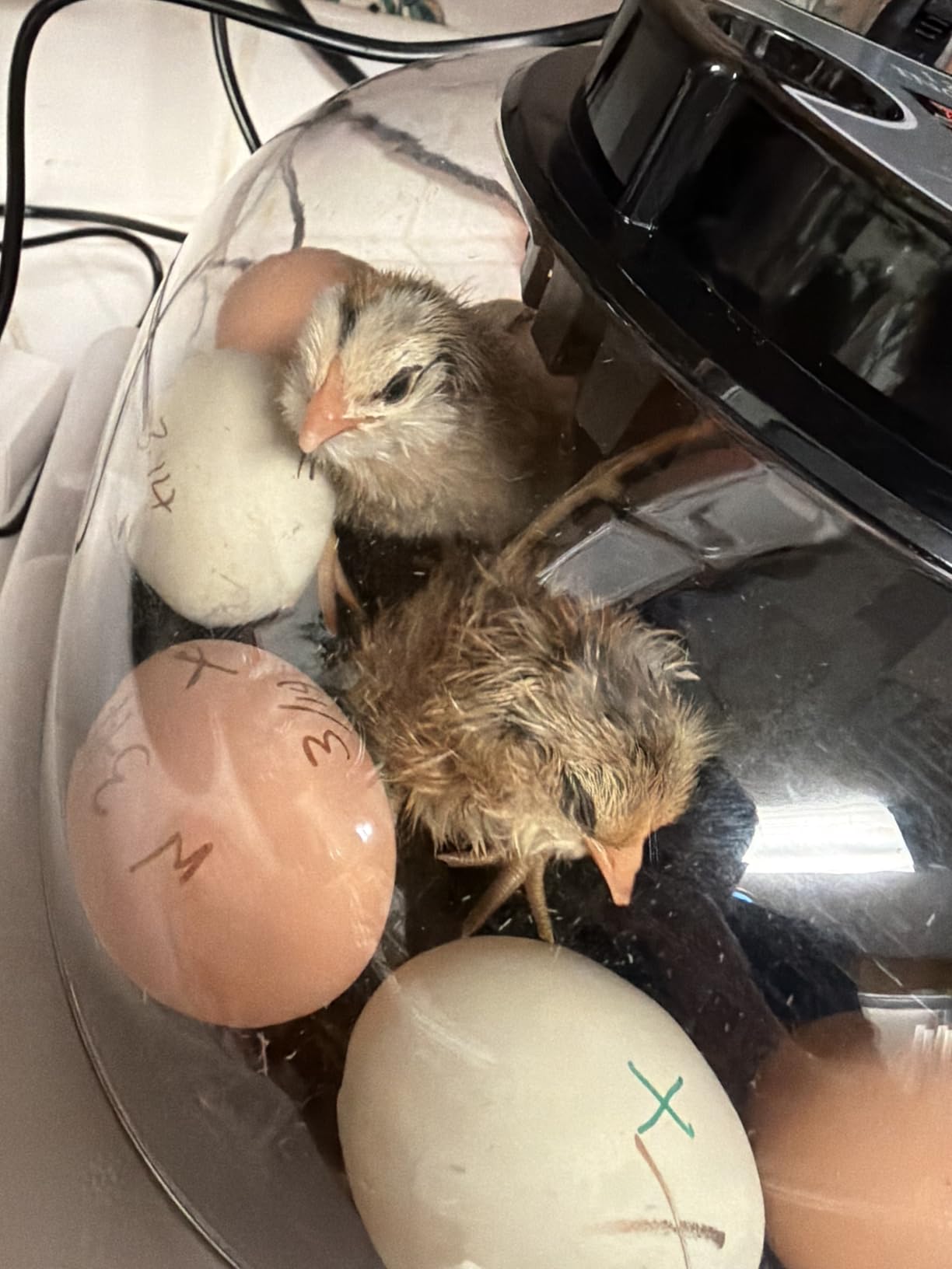 Incubators for Hatching Eggs, Chicken Waterer Cups, Automatic Egg Turner Holds 12 Eggs, Smart Incubator 360° Clear Window with Temperature Display Egg Candler for Small Poultry Chickens Ducks Quails customer photo 1