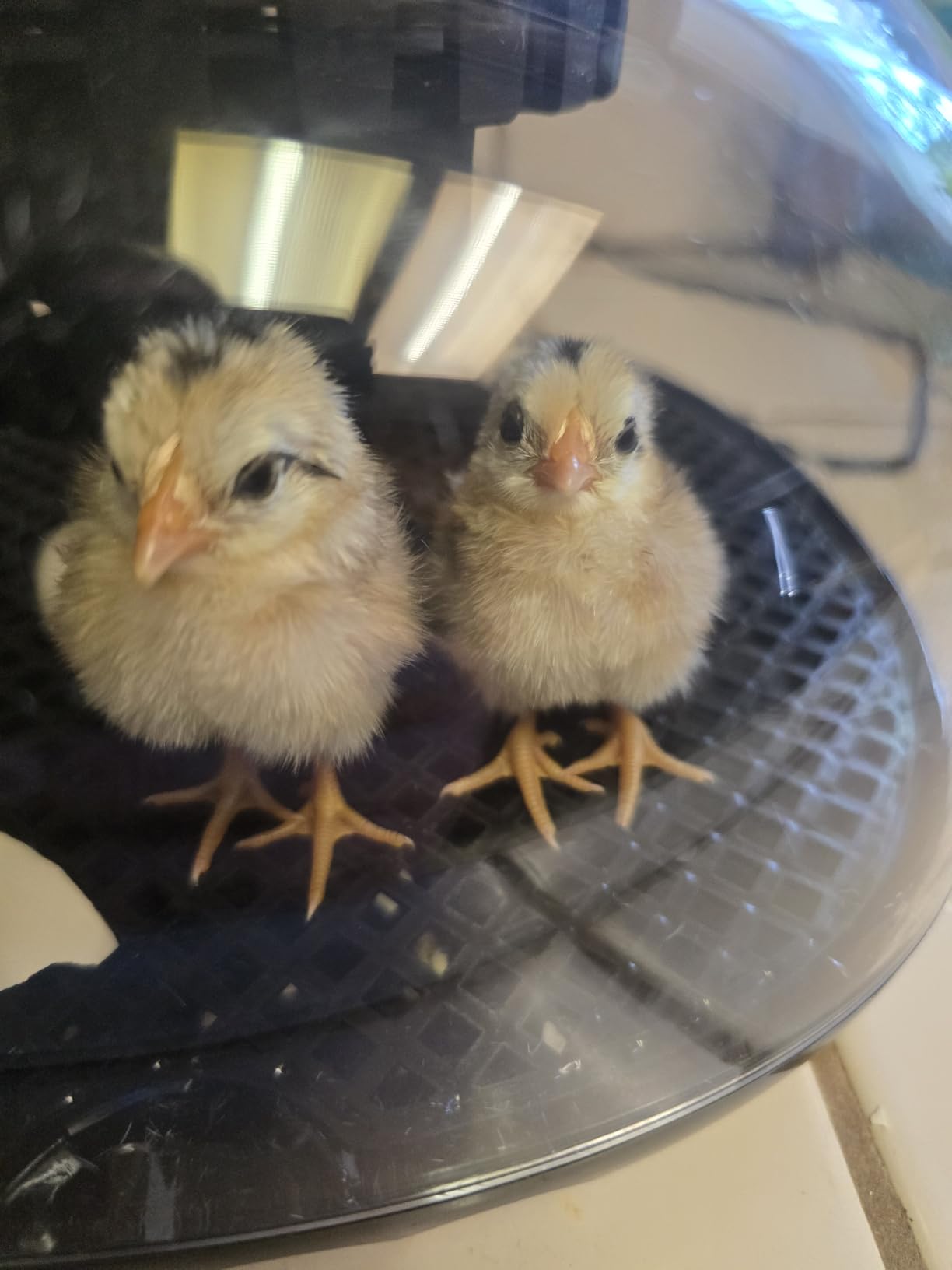 Incubators for Hatching Eggs, Chicken Waterer Cups, Automatic Egg Turner Holds 12 Eggs, Smart Incubator 360° Clear Window with Temperature Display Egg Candler for Small Poultry Chickens Ducks Quails customer photo 2
